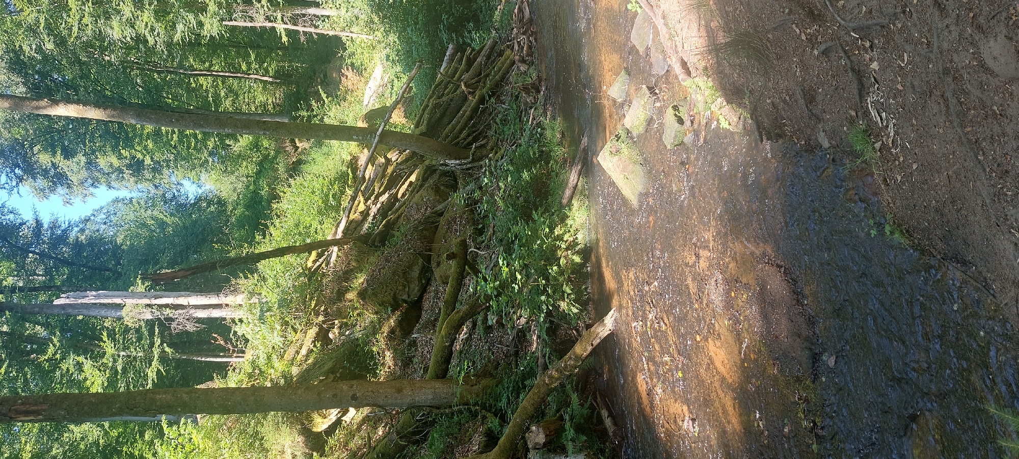 The image depicts a woodland stream in Trippstadt, Germany, on a sunny day. A narrow, shallow stream flows from left to right across the foreground, its water clear and reflecting the dappled sunlight. The stream bed is composed of sand and small stones, with larger rocks, some moss-covered, emerging from the water. The banks of the stream are lined with dirt, fallen leaves, and tree roots.

To the left of the stream, a steep, moss-covered embankment rises, strewn with numerous fallen logs and branches, some of which are partially buried in the earth. A large, dead tree trunk, stripped of its bark and showing signs of decay, stands prominently on the embankment. Other trees, both living and dead, are scattered throughout the scene.

The background is dominated by a dense forest of tall trees with lush green foliage. The sunlight filtering through the canopy creates patches of light and shadow on the forest floor and the embankment. The sky above is clear blue. There are no people or animals visible in the image.