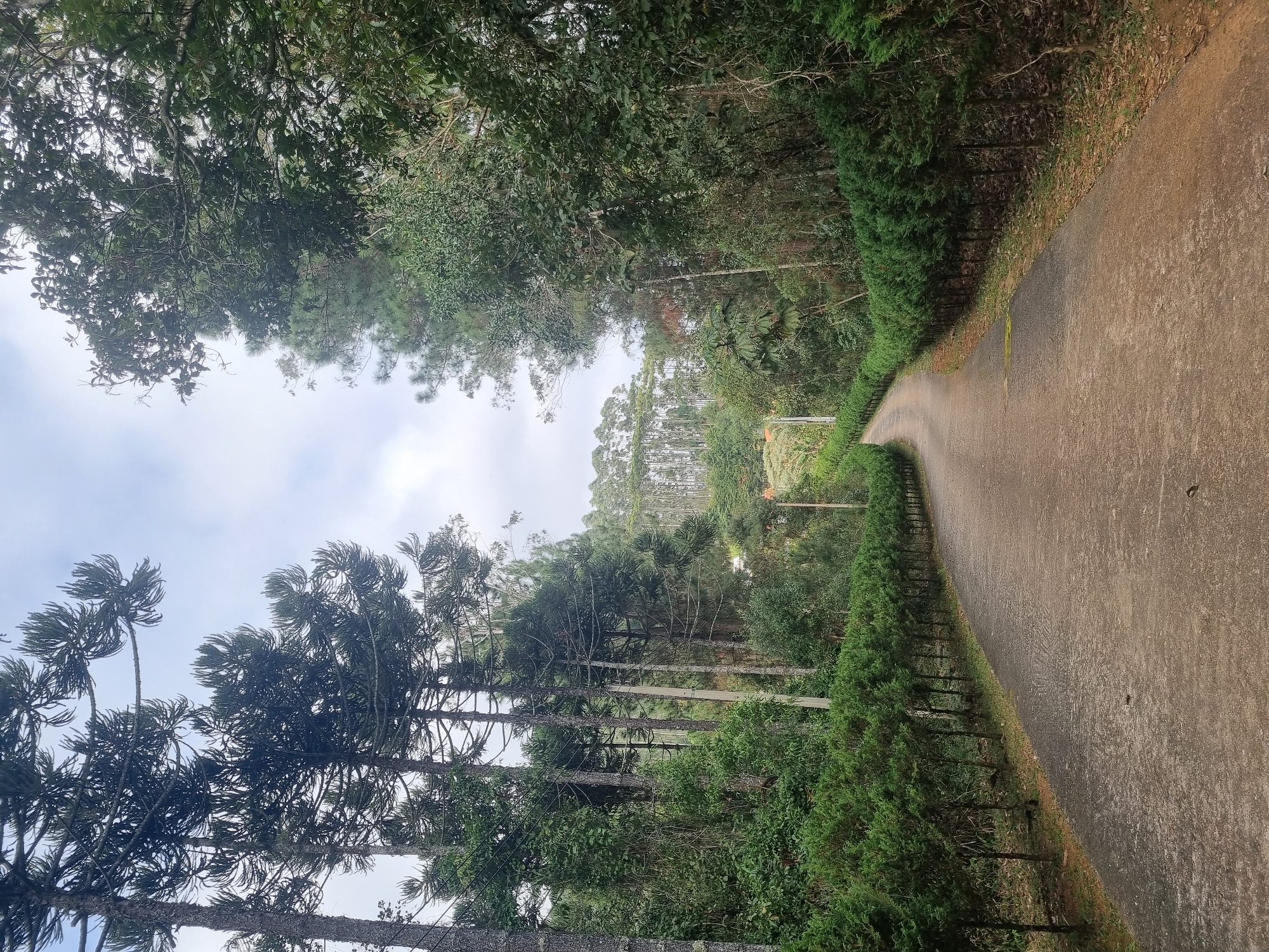 This image depicts a paved road winding through a lush, green forest. Tall, slender trees with distinctive umbrella-shaped canopies, identified as Araucaria trees, dominate the left side of the frame. A manicured row of smaller, dense evergreen trees lines the right edge of the road, creating a formal border. The road itself is textured concrete, showing signs of age and wear. In the distance, more trees, including a dense stand of slender, upright trees, are visible on a hillside under a cloudy sky. The overall impression is one of a tranquil, natural setting, possibly a park or rural road within the city of Mogi das Cruzes, Brazil, known for its significant Araucaria forests. There are no people or animals visible in the image.