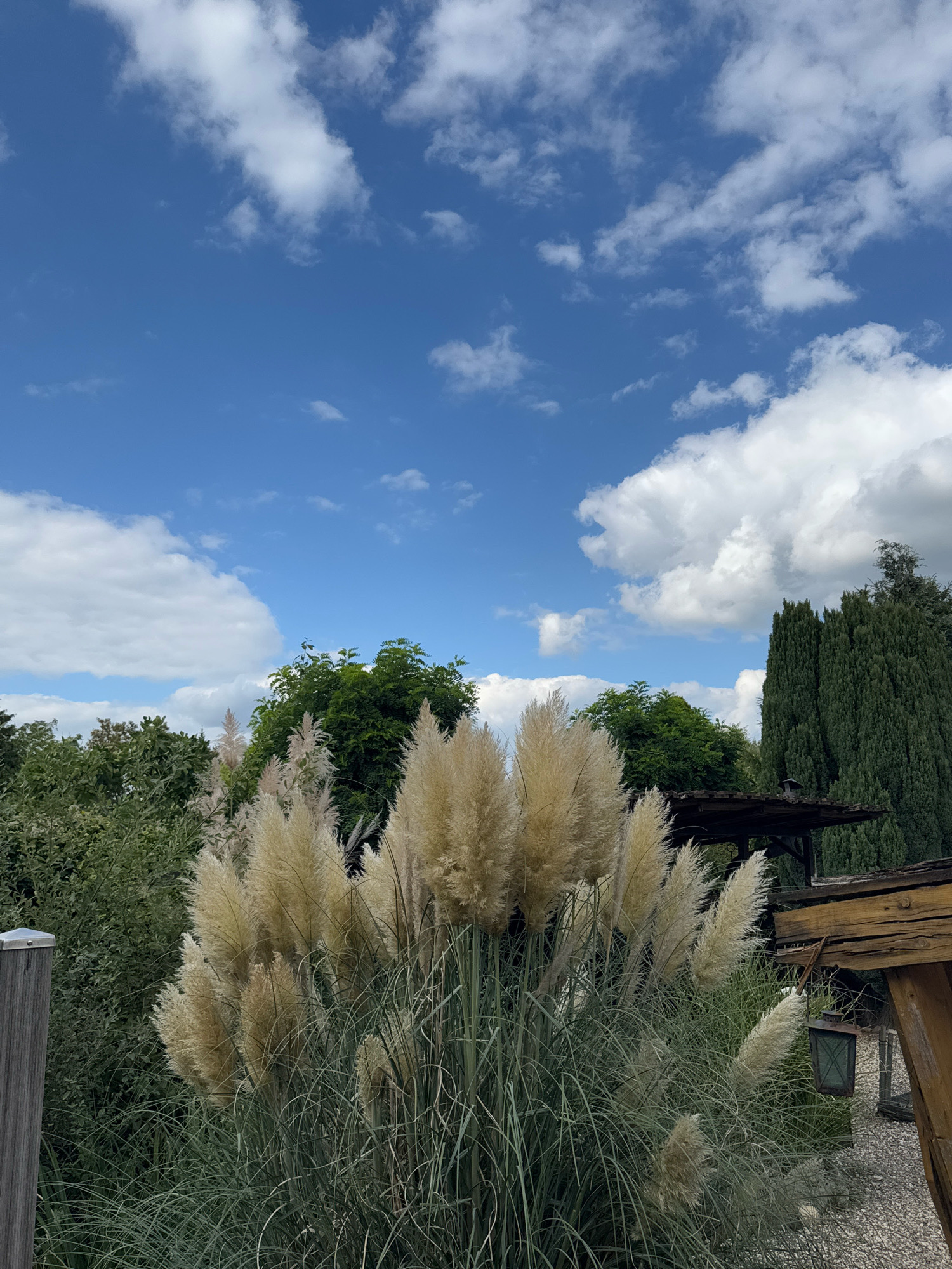 The image shows a cluster of tall, feathery pampas grass in the foreground, with lush green trees and foliage behind it. A tall, dark green conifer stands to the right, bordering a rustic wooden structure with a dark lantern hanging from it. The sky above is a bright blue with scattered white, fluffy clouds. The scene appears to be outdoors, possibly in a garden or park setting. There are no people visible in the image. The overall impression is one of a serene, natural landscape under a clear sky. While the image captures a beautiful natural scene, it does not contain any specific landmarks or clues that would allow for pinpointing its exact location within the city of Cleves, Germany.