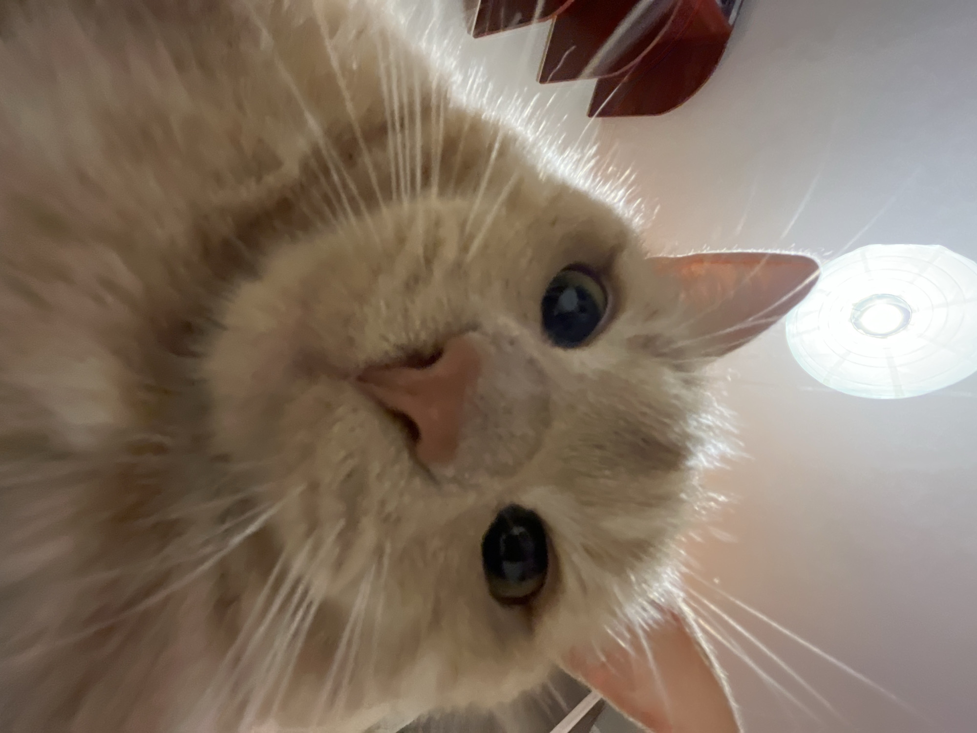 An extreme close-up, low-angle, waist-up shot captures a ginger cat's face looking directly into the camera. The cat's fur is a soft orange hue, with lighter fur around its muzzle and a white patch on its chest visible at the bottom of the frame. Its eyes are wide open and focused forward, with dark pupils. The cat's pink nose is prominent, and its long, white whiskers fan out from its face, some catching the light. Above and behind the cat, a white, circular light fixture with a textured surface is visible against a pale ceiling. To the left of the cat's head, a dark red object with a layered, fan-like design is partially visible. The background is out of focus, with a pale, possibly white, wall. The lighting is bright, casting a slight glow on the cat's fur. The image appears to be taken indoors, in an unknown indoor environment.