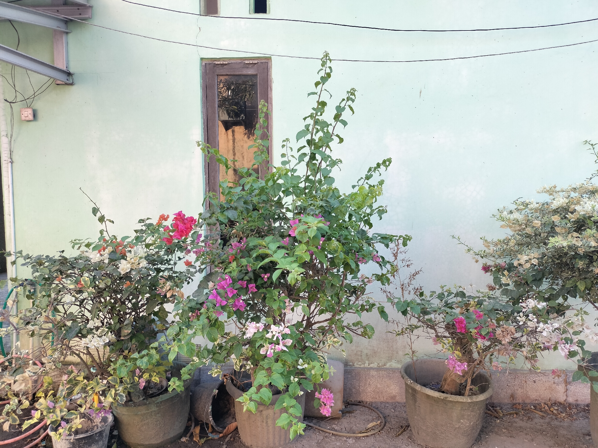 The image depicts an outdoor scene in Karang Indah, Indonesia, featuring several potted flowering plants arranged in front of a light green, textured wall. The wall has a small, wooden-framed window and appears to be part of a building. Visible elements include electrical conduit and wiring attached to the wall and an overhead structure. The plants are predominantly bougainvillea varieties, showcasing a range of colors including pink, white, and orange-red bracts, interspersed with green foliage. The pots vary in material and condition, with some appearing to be weathered concrete or clay. The ground is covered with dry leaves and dirt. The overall impression is one of a slightly unkempt, residential outdoor space. No people are present in the image.