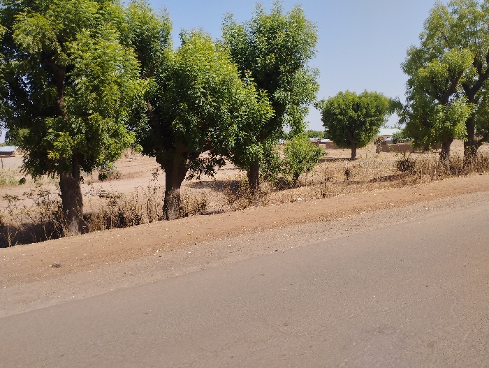 The image shows a paved road in Tongo, Nigeria, located at latitude 10.699 and longitude 11.364. There are five trees on the left side of the road and several more on the right. The trees appear to be deciduous and have green foliage. There are no people visible in the image. A small structure can be seen in the background behind the trees. The ground is dry and dusty with some dried vegetation. The sky is clear and blue. The road is slightly sloped downwards and appears to be in good condition.