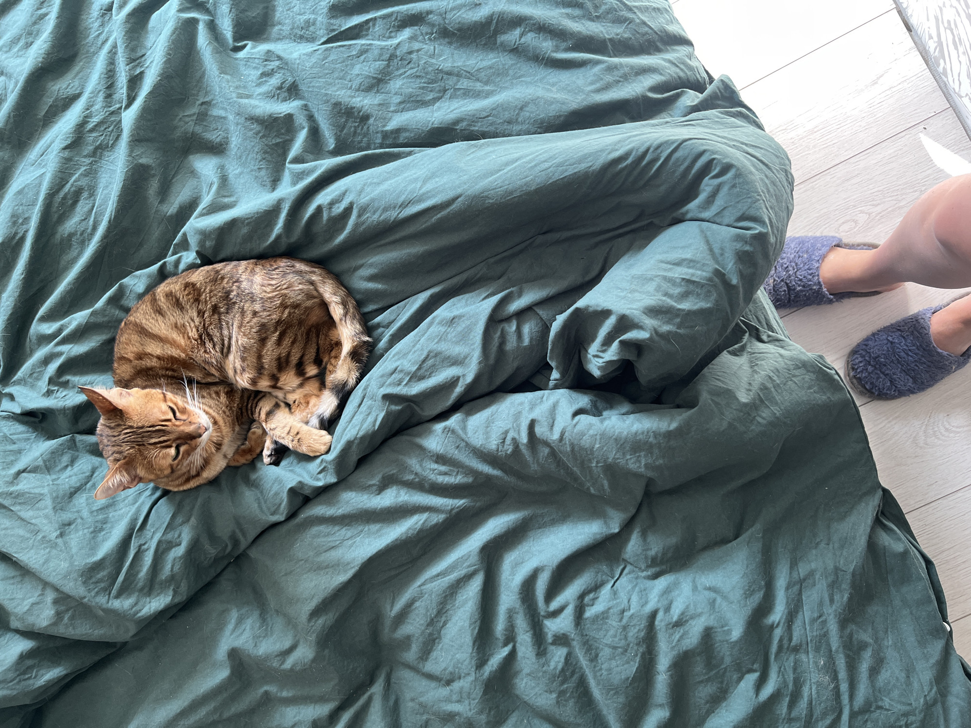 A Bengal cat with a golden-brown, spotted, and striped coat is positioned in a curled posture on a rumpled dark teal duvet. The cat's head is lowered with eyes partially closed, indicating repose. In the lower right of the frame, the bare lower leg and two feet of a human are visible, shod in dark blue, textured slippers. The feet rest on a light-toned wooden floor. This scene is located in Moscow, Russia.