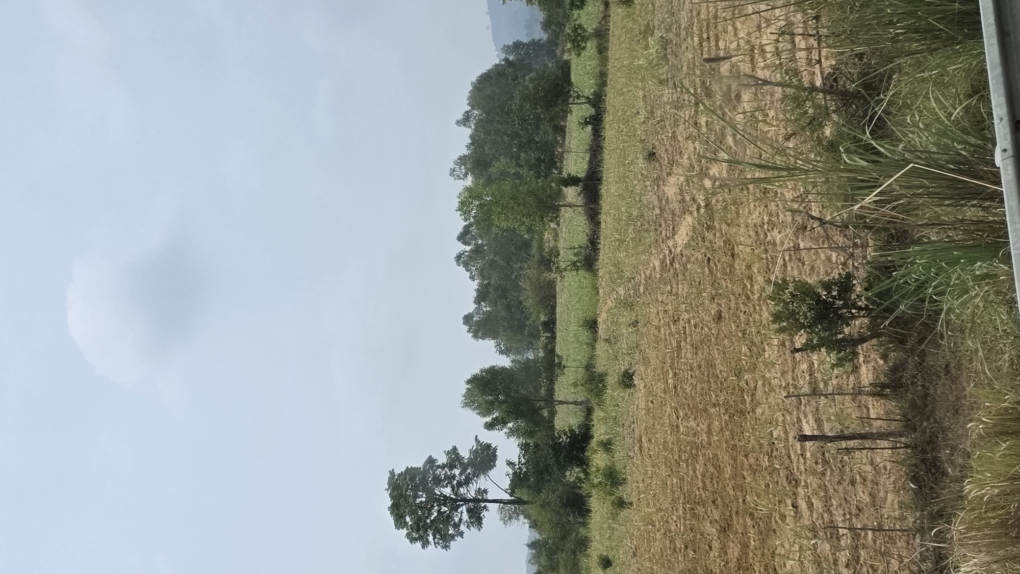 The image depicts a rural landscape in or near Kon Ra Kiah, Vietnam. The scene features a harvested or fallow field, its golden-brown surface showing the distinct patterns of crop rows. Scattered trees and shrubbery line the edge of the field, transitioning into a dense treeline further back. The sky is light blue with some cloud cover. The scene is taken at ground level and a roadside barrier is on the edge of the frame.