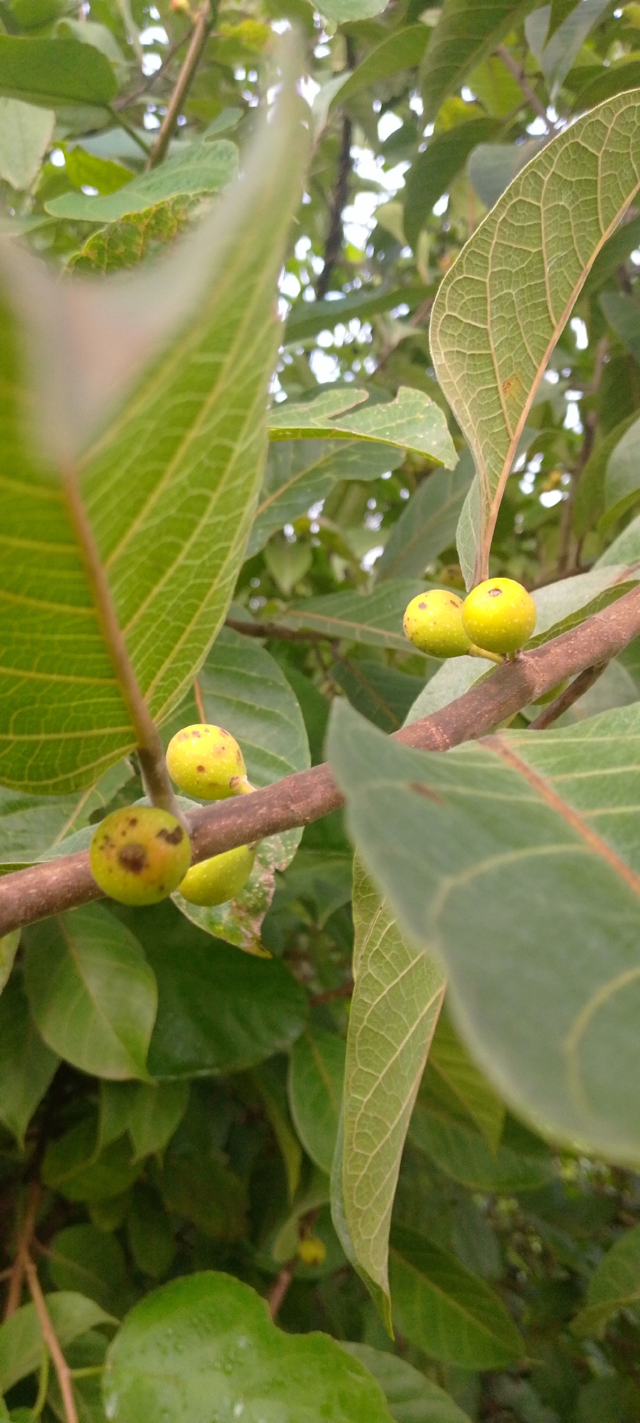 This is a close-up, outdoor, vertical shot of a branch with green figs and large, textured green leaves. The figs are small and round, some with dark spots, and are attached to the branch by thin stems. The leaves are broad with prominent veins and a slightly fuzzy texture. The background is filled with more greenery and dappled sunlight, suggesting a natural, possibly rural environment. The image captures a moment of nature's stillness. This scene could be found in Baissa, Nigeria, where such flora is common.