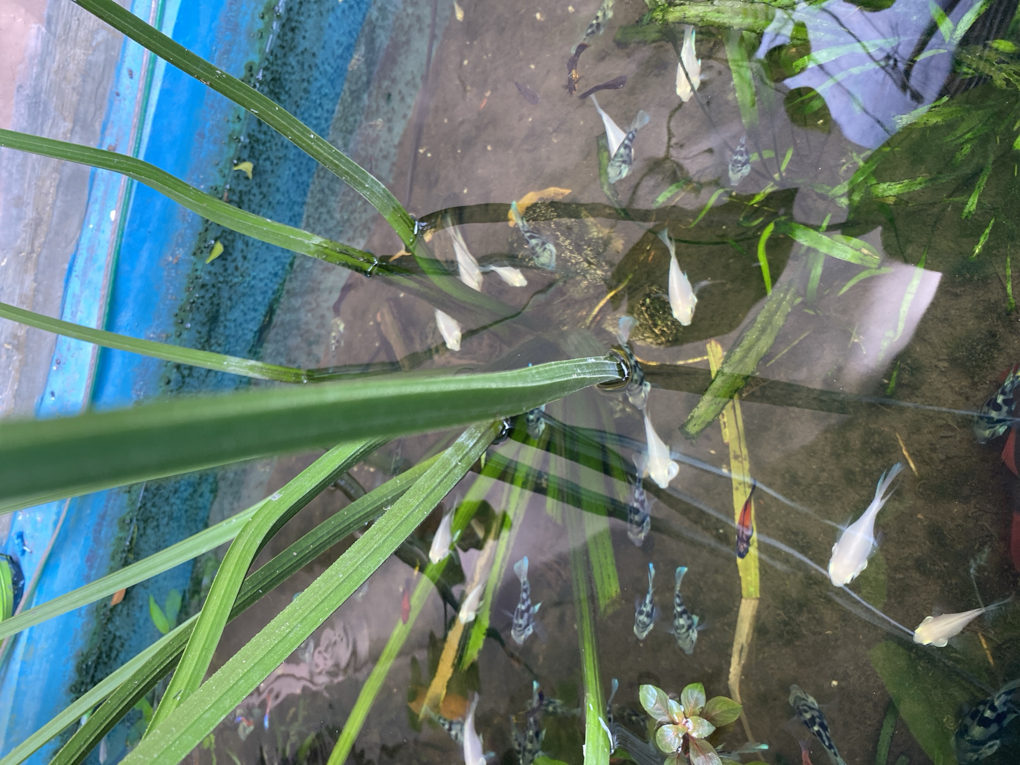 The image depicts a close-up view of a shallow pond or water feature with several small fish swimming in it. Long, green, blade-like aquatic plants dominate the foreground, with their leaves partially submerged in the murky water. The water's surface reflects the surrounding environment, including what appears to be a blue structure, possibly the edge of a pool or container, and some faint greenery. Various small fish, predominantly white, black and white patterned, and a few with hints of red and blue, are visible throughout the frame. Some of the fish are swimming near the surface, while others are deeper. The overall impression is of a natural or semi-natural aquatic habitat. The scene does not provide any direct visual information that would allow for its specific location in Lamgaboh, Indonesia.