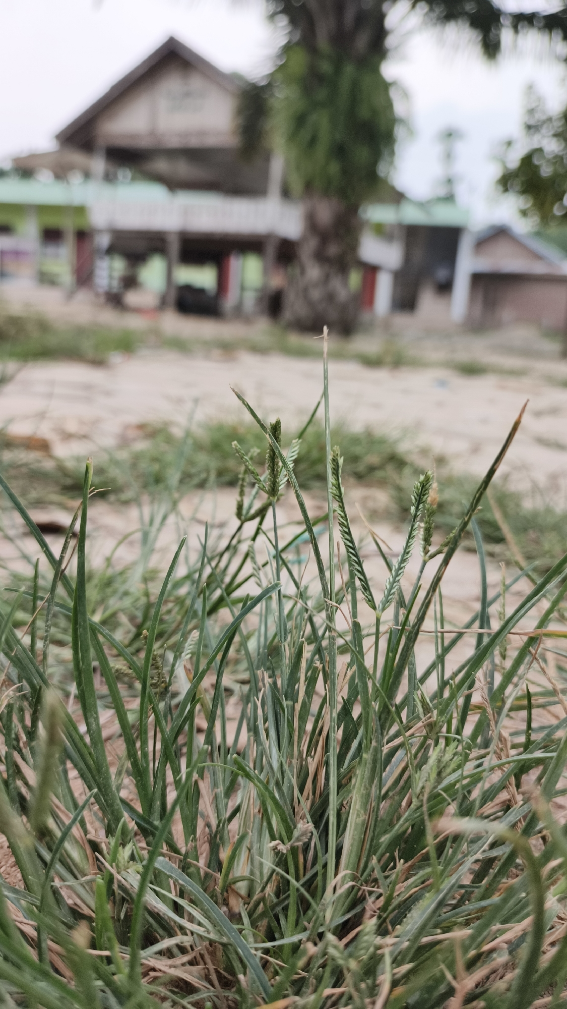 The image shows a close-up view of green grass in the foreground. In the background, a building with a triangular roof and a white elevated structure is visible. A large tree trunk with green foliage is positioned to the right of the building. The ground is sandy. The scene appears to be an outdoor environment in Grong-grong, Indonesia.