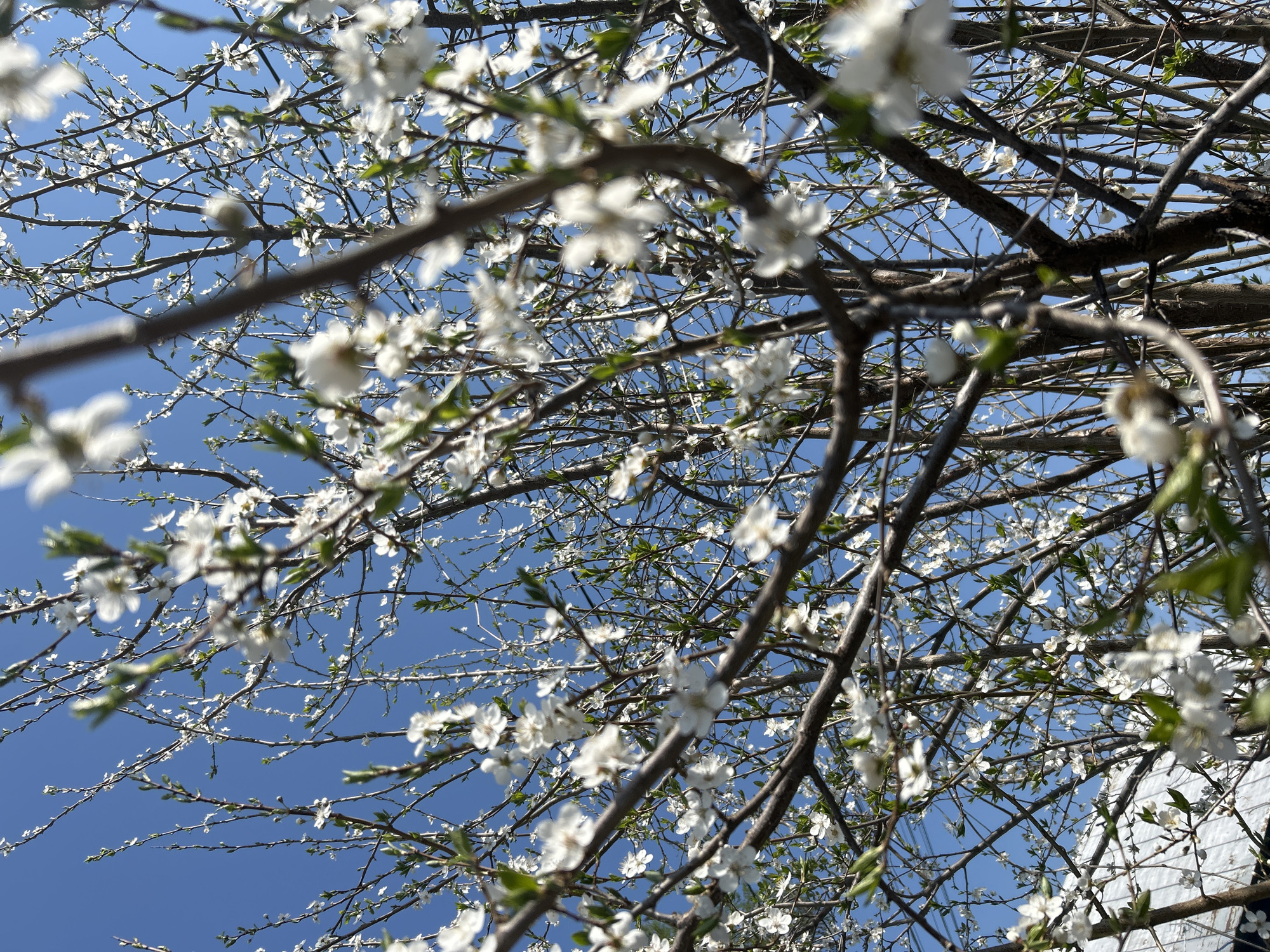 The image, taken from a low angle, shows the branches of a blossoming tree against a clear blue sky. The branches are thin, brown, and filled with small white flowers and sparse green leaves. Some branches are closer to the viewer and slightly out of focus. A white building can be seen in the lower right corner of the frame. The location is Chaikovsky, Russia. The scene shows a typical spring blossom. There are no people, actions, or interactions visible in the frame.