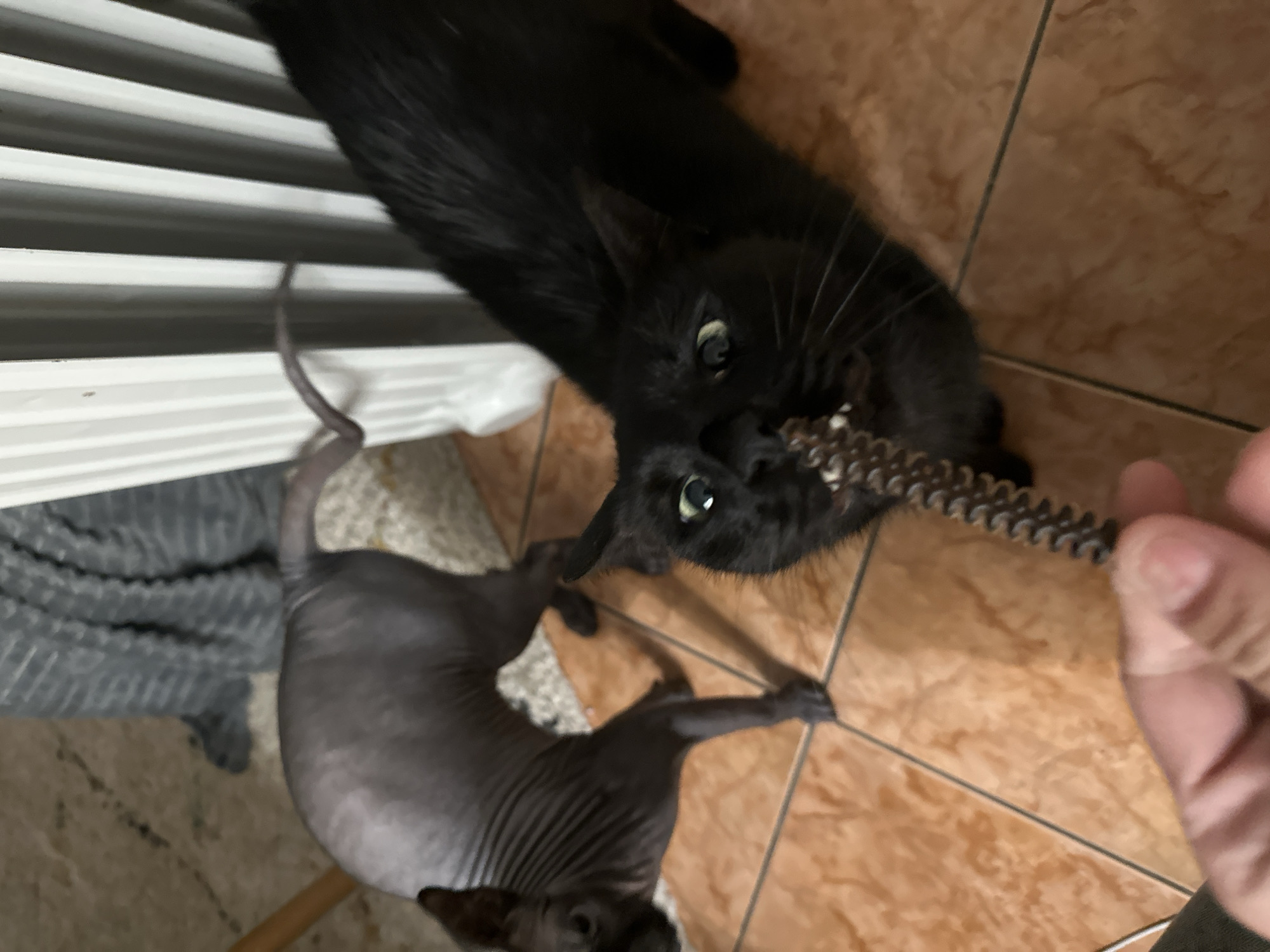 A black cat and a hairless cat are playing with a metal chain indoors on a tiled floor. The black cat is biting the chain, held by a human hand. A white window blind and a gray, textured blanket are partially visible in the background. The location is unknown.