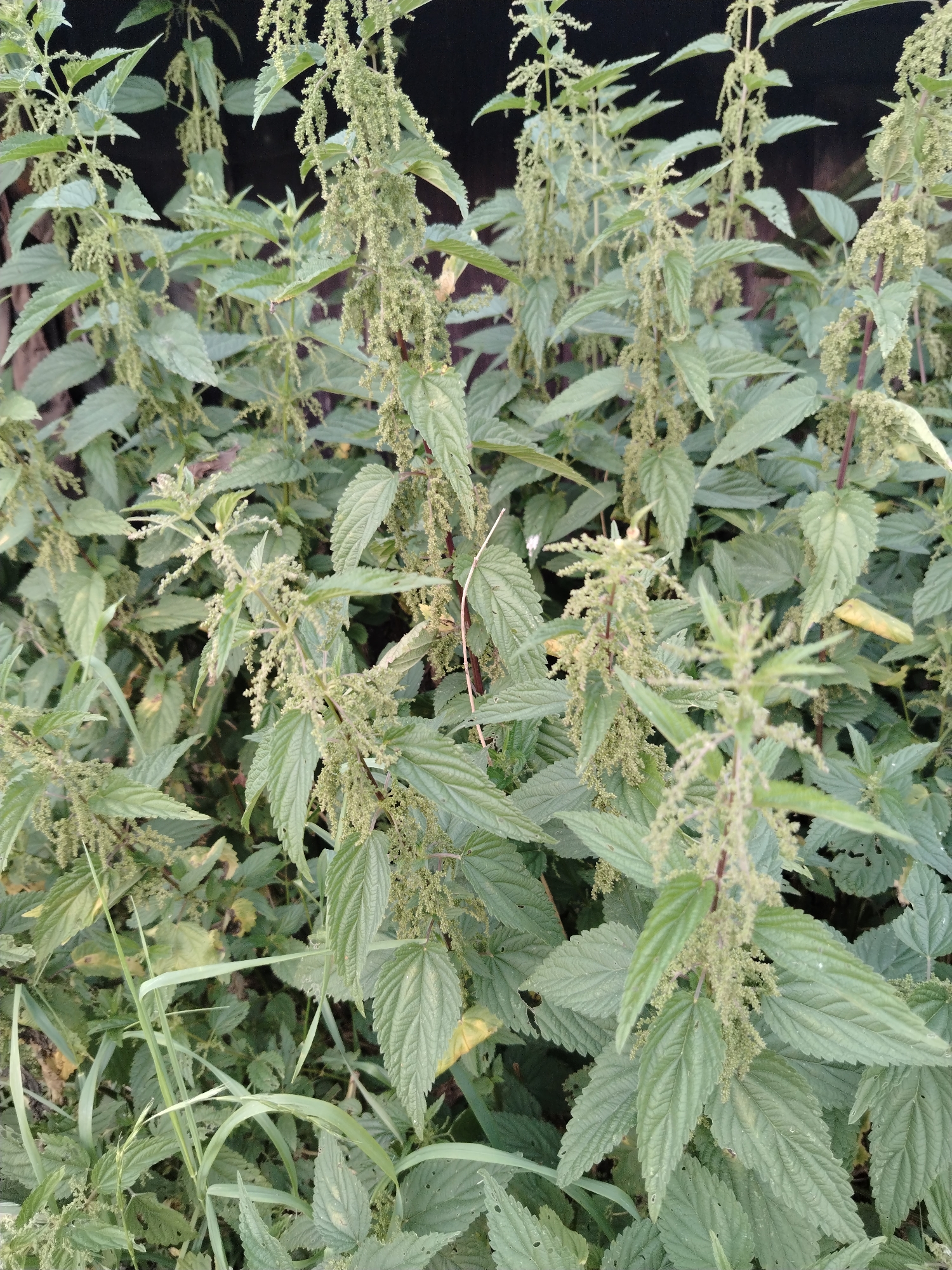 The image displays a dense cluster of stinging nettle plants, characterized by their broad, serrated leaves and tall, upright stems. These stems are adorned with numerous pendulous clusters of small, greenish flowers. The foliage is lush and green, with some leaves exhibiting a slightly faded or yellowish hue, suggesting either a stage of growth or environmental conditions. Long, thin blades of grass are interspersed among the nettles, particularly in the lower left portion of the frame. The background is dark and indistinct, possibly a shadow or a wall, providing a contrast that makes the green of the plants stand out. The lighting appears to be natural, suggesting it was taken outdoors during daylight hours, although the time of day and specific weather conditions are not discernible from the image alone. There is no visible text in the image. The overall impression is one of an overgrown, natural setting, likely a wild or uncultivated area.