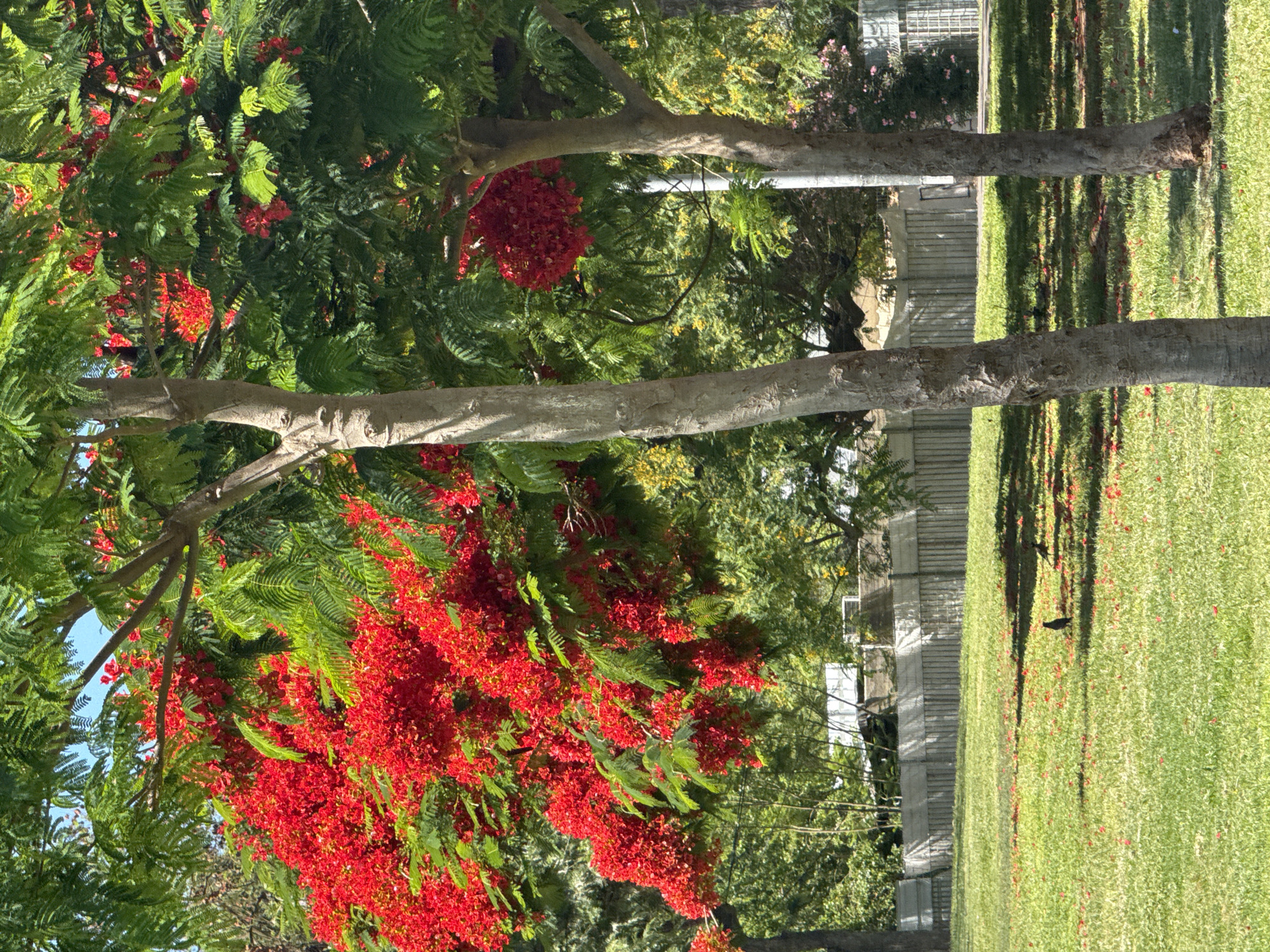 The image shows a close-up view of a tree with bright red flowers and green foliage. The tree is in full bloom, with clusters of vibrant red flowers cascading down from its branches. The leaves are a lush green, creating a striking contrast with the red blossoms. In the background, there are other trees and some indication of a park or outdoor setting, with a neatly trimmed green lawn and a fence. The lighting suggests it is daytime, with sunlight casting shadows on the grass. Two birds are visible on the lawn, and one appears to be perched on a fallen branch. The overall impression is one of natural beauty and tranquility. There are no people or visible text in the image.