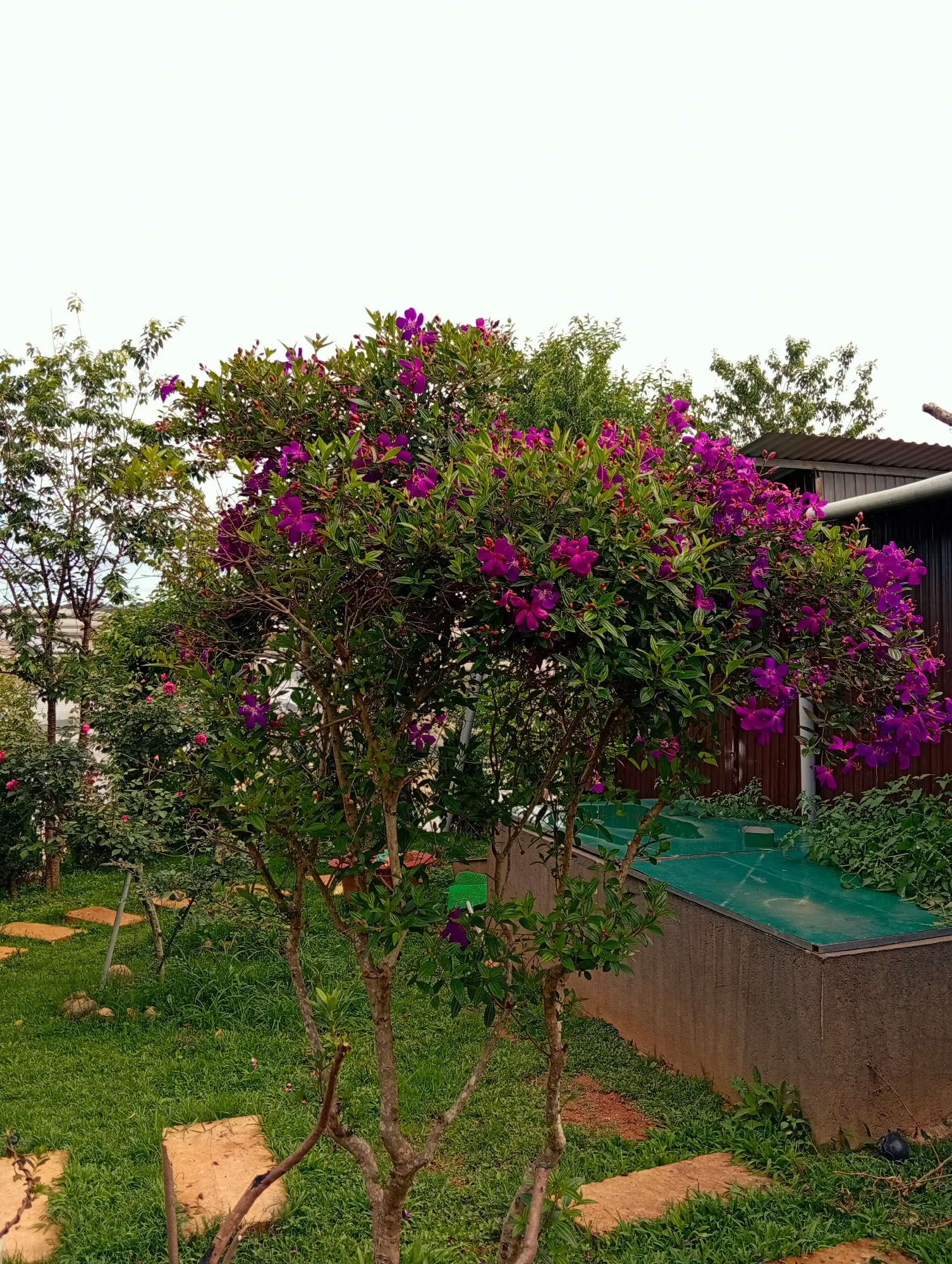 The image depicts a garden scene in Lạc Dương, Vietnam. In the foreground, a small tree with multiple trunks is heavily laden with purple flowers and green leaves. To the left, other trees and plants are visible, including a rose bush with pink flowers. The ground is covered in green grass, with irregularly shaped stepping stones leading through the garden.
In the background, a small building with a metal roof is partially visible. Adjacent to the building is a concrete structure with a green surface on top, possibly a water tank or septic system. The sky is overcast and uniformly bright. No people or animals are visible in the scene. The overall impression is one of a well-maintained garden in a residential setting.