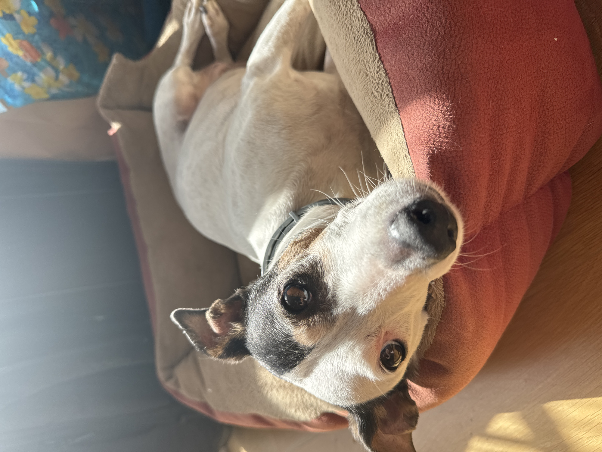 The media file shows a Jack Russell Terrier dog lying on its back in a dog bed. The dog is mostly white with brown and black markings on its face and ears. It is wearing a black collar. The dog bed is soft and padded, with a beige and pink cushion. Sunlight is streaming into the room, casting shadows on the dog and the bed. The background is slightly blurred, but appears to be a domestic setting with wooden flooring. The dog's expression is relaxed and content. The scene suggests a warm, sunny day, likely in the late morning or early afternoon, given the angle of the light. There is no visible text in the image.