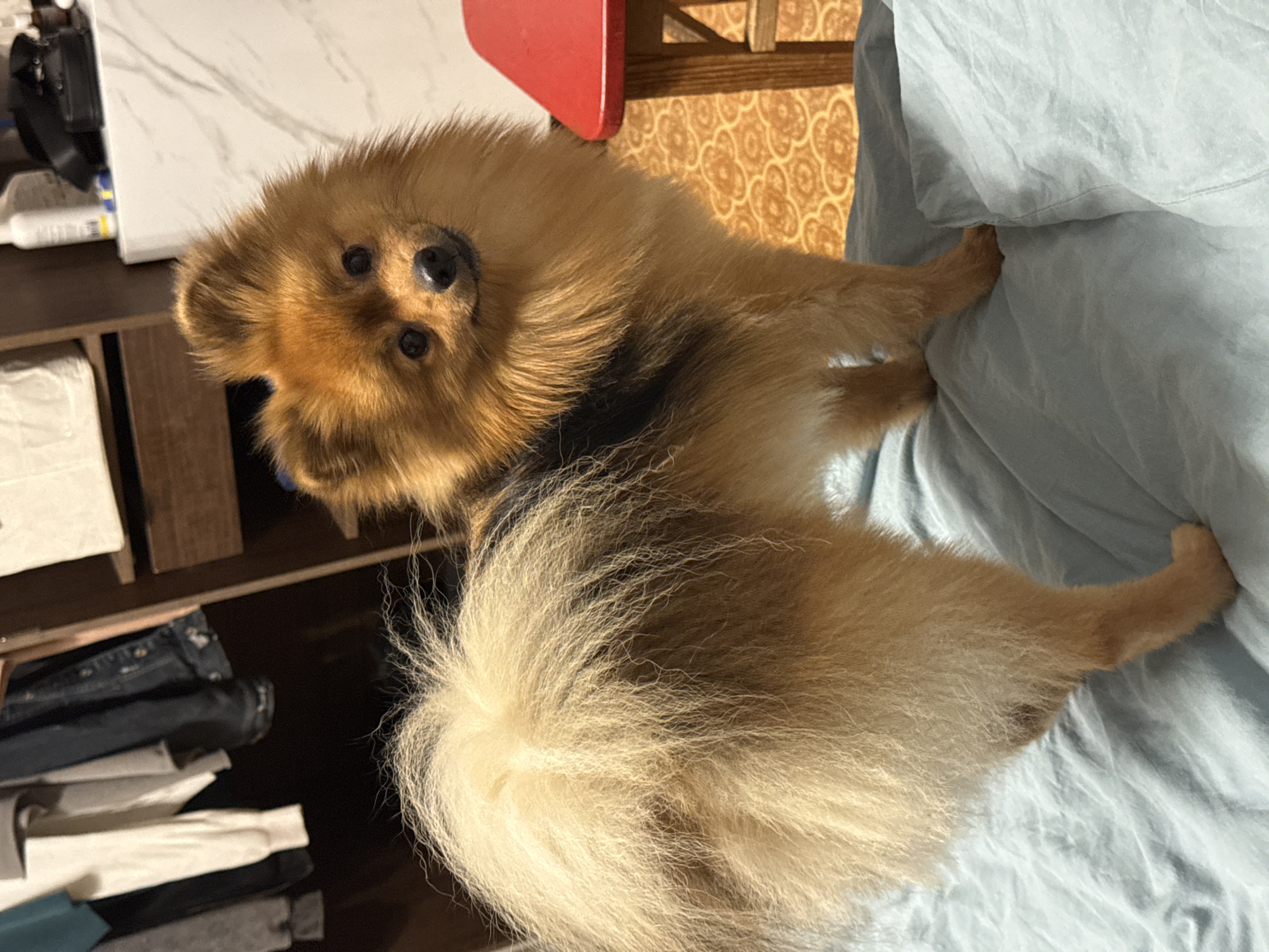 A Pomeranian dog with tan and black fur stands on a light blue bed, facing the camera. The dog has a fluffy tail that curves over its back and a thick mane around its head. Its ears are perked up, and its eyes are dark and alert. Behind the dog, a closet is visible, filled with clothes on hangers. To the right of the dog, a small red stool or table is partially visible. The background includes a patterned orange rug and a marble-patterned surface. The image was taken in a domestic setting in Khimki, Russia.
