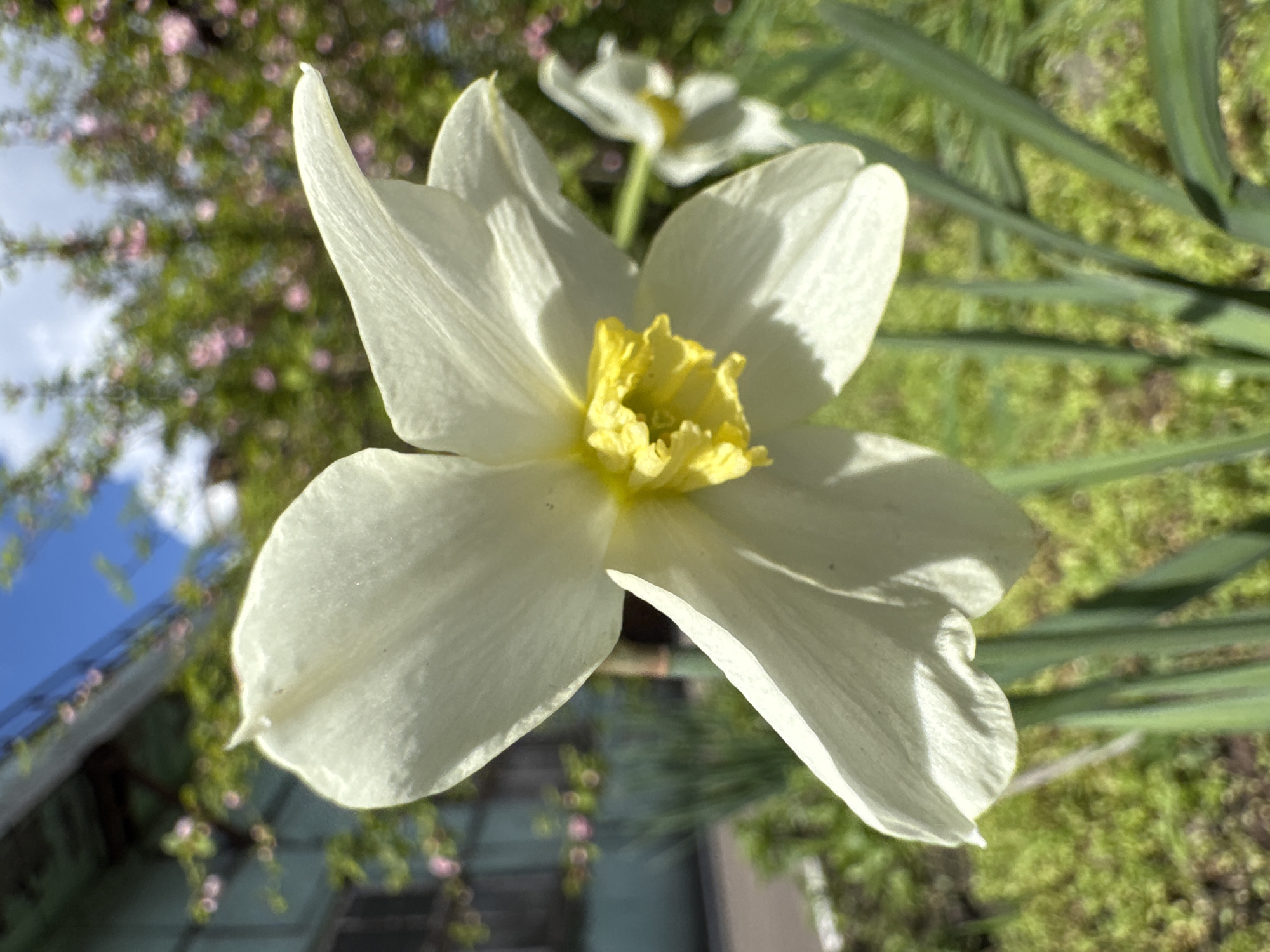 A close-up, slightly angled, outdoor photograph shows a white and yellow daffodil-like flower in full bloom. The petals are mostly white with a slightly translucent quality, and a yellow, ruffled center. In the background, there are green, blade-like leaves and a blurred, mixed background of green foliage, possible pink flowers, a patch of blue sky, and a gray structure, potentially a building. The image is taken in daylight with natural lighting, casting shadows on the petals of the flower. Without additional information or landmarks, it is not possible to definitively determine the location in Kryvyi Rih, Ukraine.