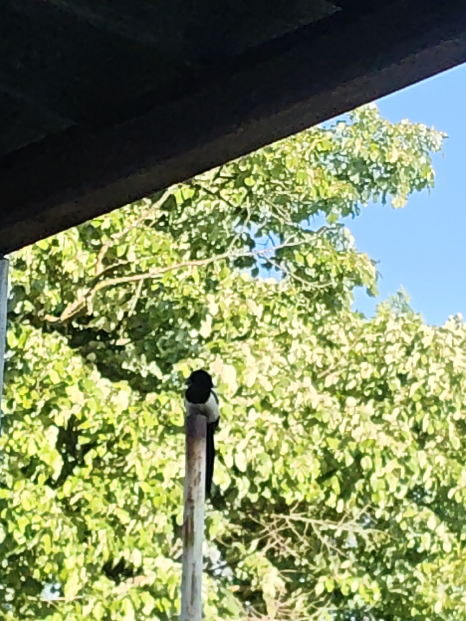 A bird with black and white plumage is perched atop a pole, set against a backdrop of dense, leafy trees and a blue sky. The scene is partially framed by the dark underside of a structure, possibly a roof or overhang, in the upper portion of the image.