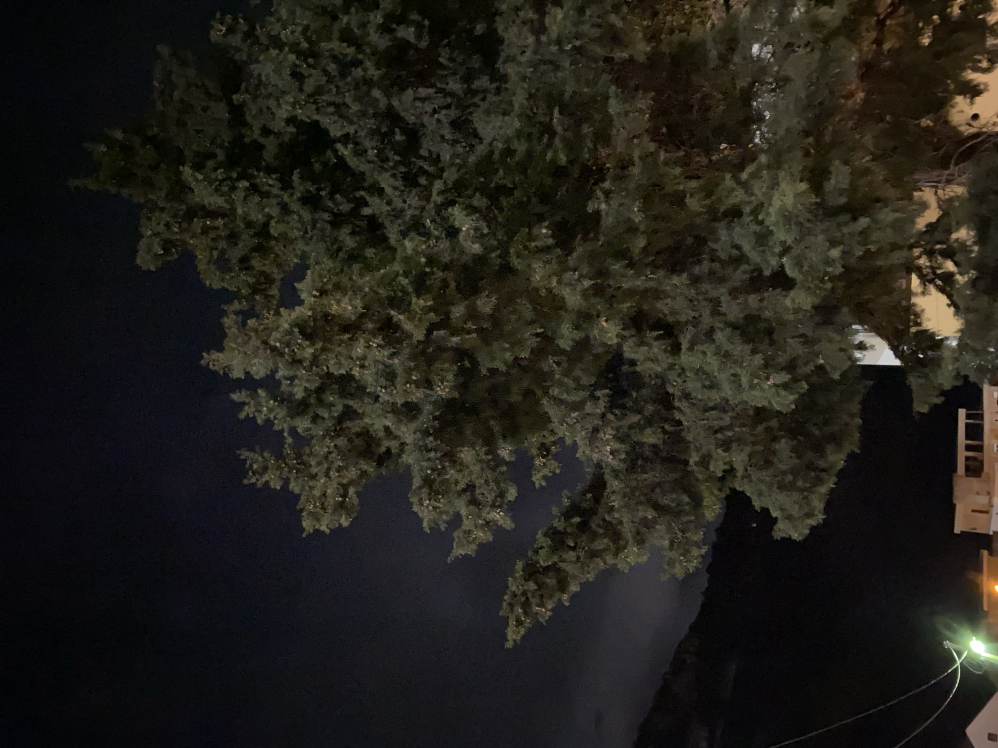 The image depicts a nighttime view of a dense tree canopy against a dark sky. In the background, the lit facade of a building with multiple levels is visible. Below the building, streetlights illuminate wires and a white object. The scene is likely located in an urban area. The specific location in Budva, Montenegro, cannot be definitively determined from the image.