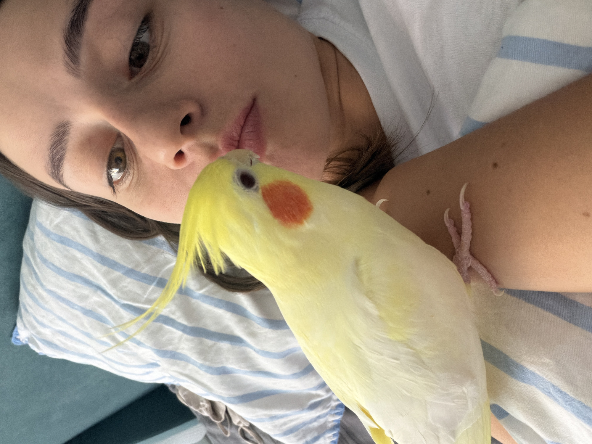 A close-up, high-angle shot shows a pale-skinned young woman lying on her side, her face and upper torso partially obscured by a yellow cockatiel perched on her shoulder. The woman has dark brown hair, dark eyebrows, and brown eyes. Her lips are slightly parted, and her left cheek is touching the bird's head. The cockatiel has yellow plumage, a prominent crest, and orange cheek patches. Its small pink feet are visible on the woman's arm. They are both positioned against a light-colored pillow with blue stripes and a teal-colored surface, likely a headboard or wall, is visible in the upper left corner. The image is taken from a personal perspective, suggesting an intimate moment between the woman and her pet. The scene is domestic and appears to be a bedroom. There is no information available about the location in the city of Krasnoyarsk, Russia.