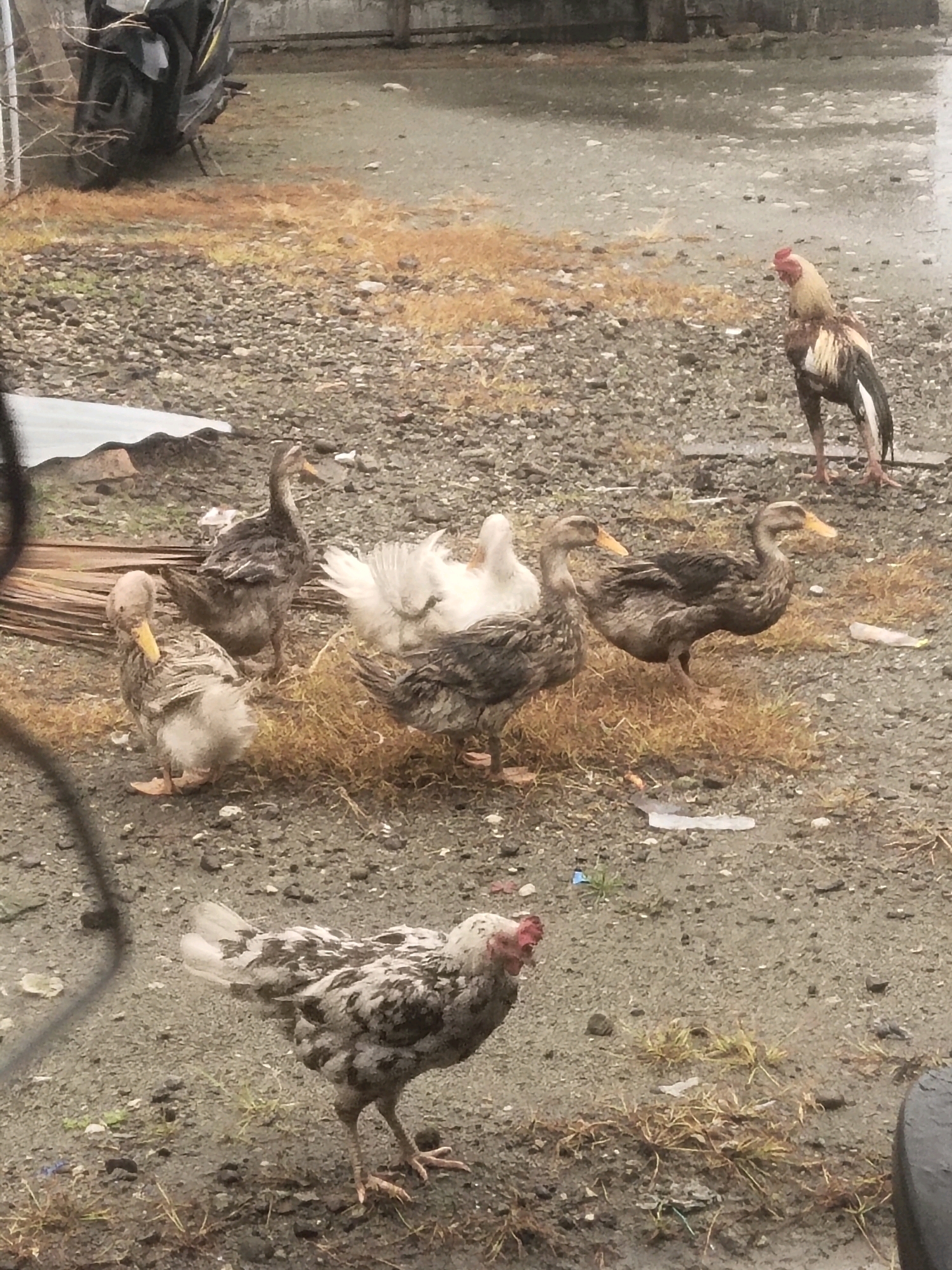 The image depicts a group of fowl in an outdoor, gravelly environment, likely a yard or an unpaved area in the City of Medan, Indonesia. In the foreground, a speckled chicken stands facing left, its head turned towards the viewer. Behind it, several ducks are scattered across the scene. One white duck is partially visible on the right side of the group of ducks. To the left of the white duck, a speckled duck is positioned. In the middle ground, two other speckled ducks are visible, one facing left and the other facing right. Further back, a rooster stands with its head turned to the right, its plumage a mix of brown, white, and black. The ground is covered in pebbles and scattered dry grass and debris. In the upper left corner, a portion of a dark-colored motorcycle is visible. The overall atmosphere is somewhat muted, possibly due to overcast weather, with the ground appearing damp in places. The scene is candid and appears to capture everyday farm or domestic animal life.