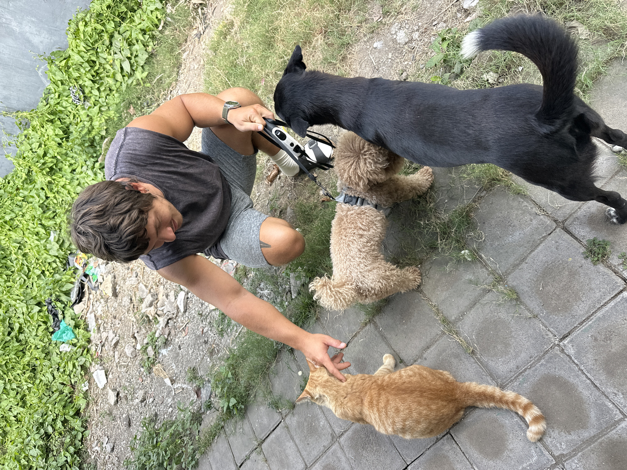 A young adult male, wearing a grey tank top and grey shorts, kneels on a paved pathway in front of lush green foliage. He is interacting with three animals: an orange cat, a light brown poodle-like dog, and a black dog. The man is reaching out to pet the orange cat, which is looking up at him. The poodle-like dog is positioned between the cat and the man, and the black dog is to the right of the poodle-like dog, facing the man. The man is also holding a dog leash in his right hand, which is attached to the black dog. The environment appears to be an outdoor area with a mix of paved walkway, dirt, and grass. There is some debris scattered in the background, suggesting a somewhat unkempt or natural setting. The overall impression is a casual, friendly interaction between the man and the animals. The location is identified as North Kuta, Indonesia.
