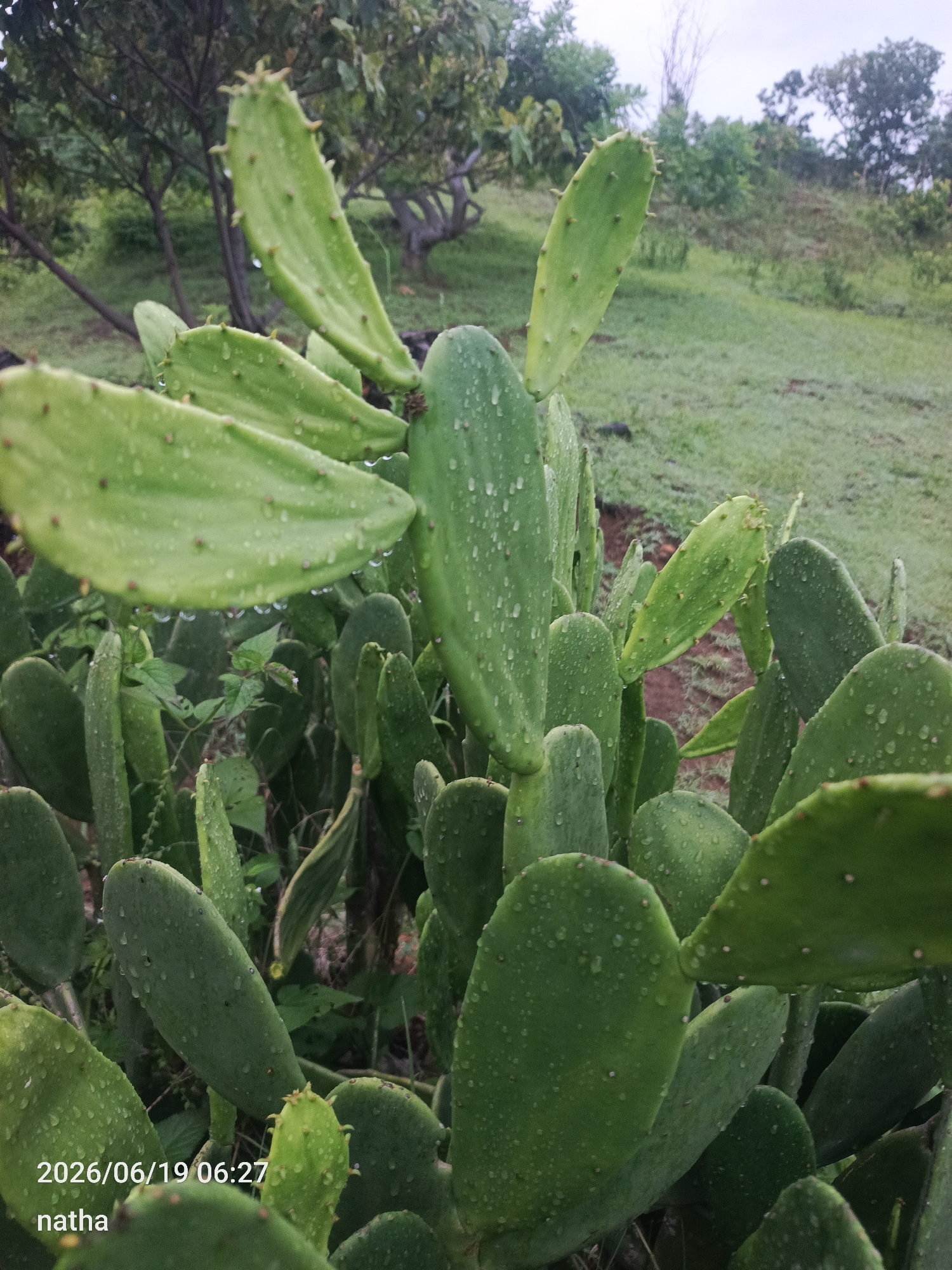 This is a close-up, eye-level shot of a prickly pear cactus plant, likely located in El Chaparral, Venezuela. The cactus pads are a vibrant green, some with a slightly yellow tint, and are covered in numerous small water droplets, suggesting recent rain or dew. The pads are varied in size and shape, with some elongated and flattened, while others are more rounded. Small, brown spines are visible along the edges and surfaces of the pads.
In the background, the terrain slopes upwards, covered in green grass. Further back, there are trees with dark trunks and leafy green canopies, some appearing bare or dry. The sky is overcast with a hazy, greyish-white appearance. The overall scene is natural and outdoors, with a focus on the texture and detail of the cactus. A timestamp in the lower left corner reads "2026/06/19 06:27" and the text "natha" is also present. There are no people or animals visible in the frame.