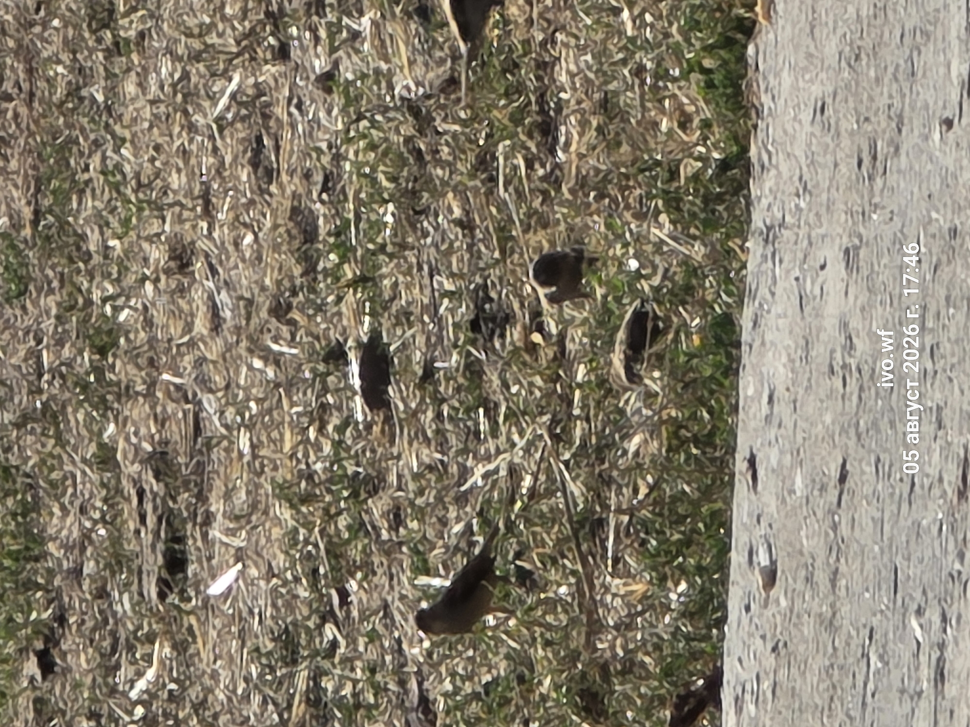The image shows a ground-level view of a patch of dry grass and soil, with some green vegetation interspersed. Several small birds are scattered across the scene, foraging on the ground. One bird, located in the lower left quadrant of the image, is clearly visible with its tail feathers extended. Another bird is perched in the center-left of the frame, facing left. In the middle of the frame, a bird is hunkered down. The background consists of more dry vegetation and shadows. The foreground is a grey, paved surface. A watermark in the lower right corner of the image reads "ivo.wf 05 август 2026 г. 17:46". The location is identified as Chal, Bulgaria.