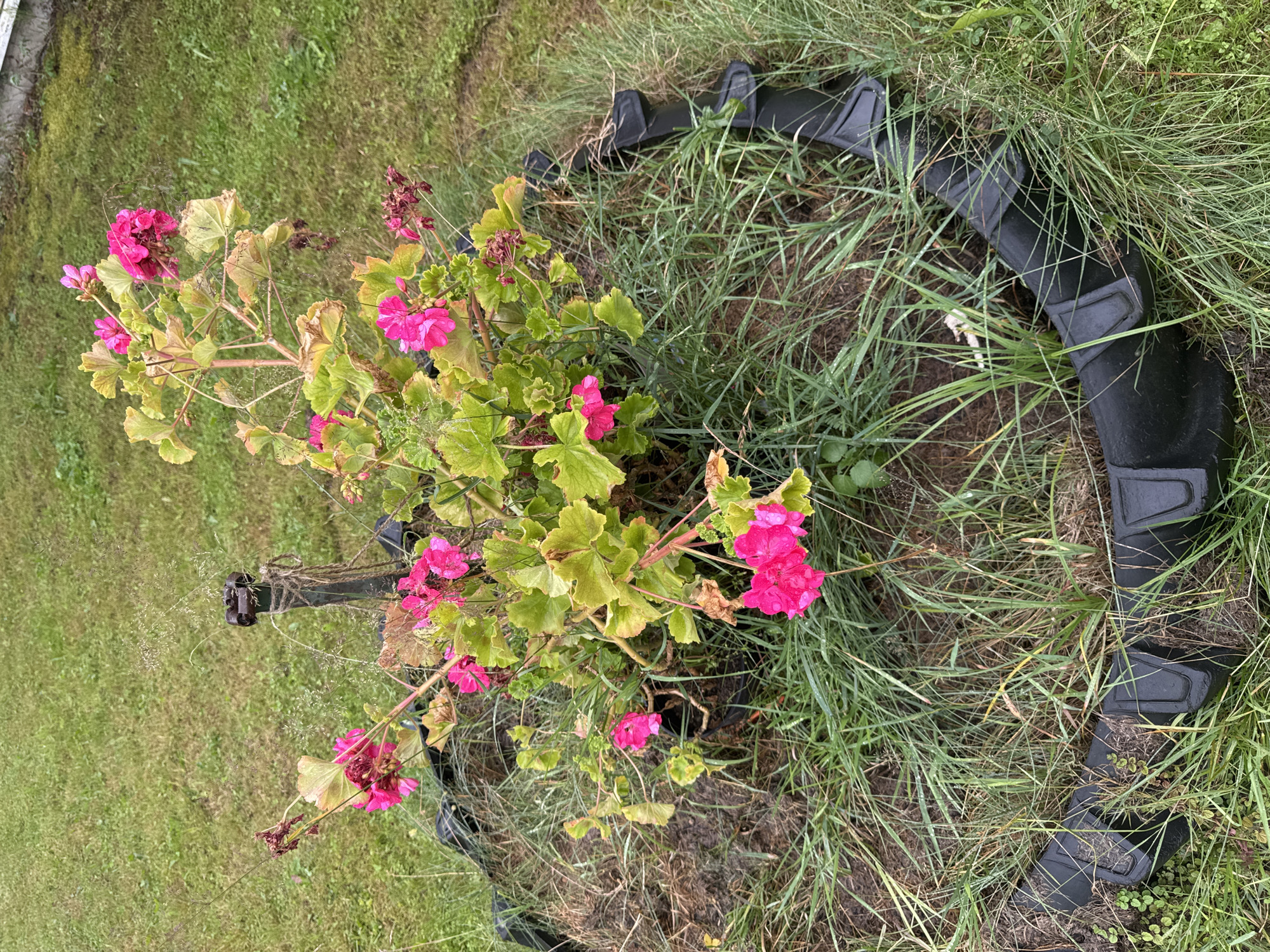 The image shows a flowerbed with bright pink geraniums in the foreground, surrounded by green grass and a black, segmented border. The flowerbed is raised and appears to be within a garden or yard setting. The background consists of a lawn with some visible texture and variation in the grass. The overall lighting suggests an overcast or shaded day. There is a dark, cylindrical object with rope wrapped around it standing upright in the center of the flowerbed. The flowerbed itself is constructed with black, interlocking segments, possibly made of plastic or rubber, forming a circular or semi-circular border. The ground within the flowerbed is dark soil, and the plants appear watered, with visible droplets on the leaves and petals. The image does not provide any specific clues about its location within the city of Красное, Russia.