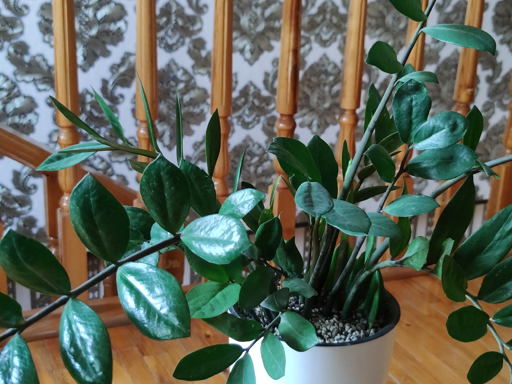 A close-up, eye-level shot shows a potted ZZ plant with glossy green leaves and thick stems. The plant is in a white pot filled with small gray pebbles. The background features a wooden staircase railing and wallpaper with a damask pattern. The lighting is natural and diffused, casting soft shadows. The scene appears to be indoors, likely in a residential setting, possibly in Tashkent, Uzbekistan, given the presence of typical Uzbek interior design elements such as the wallpaper and wooden railing. There are no people or animals visible in the image.