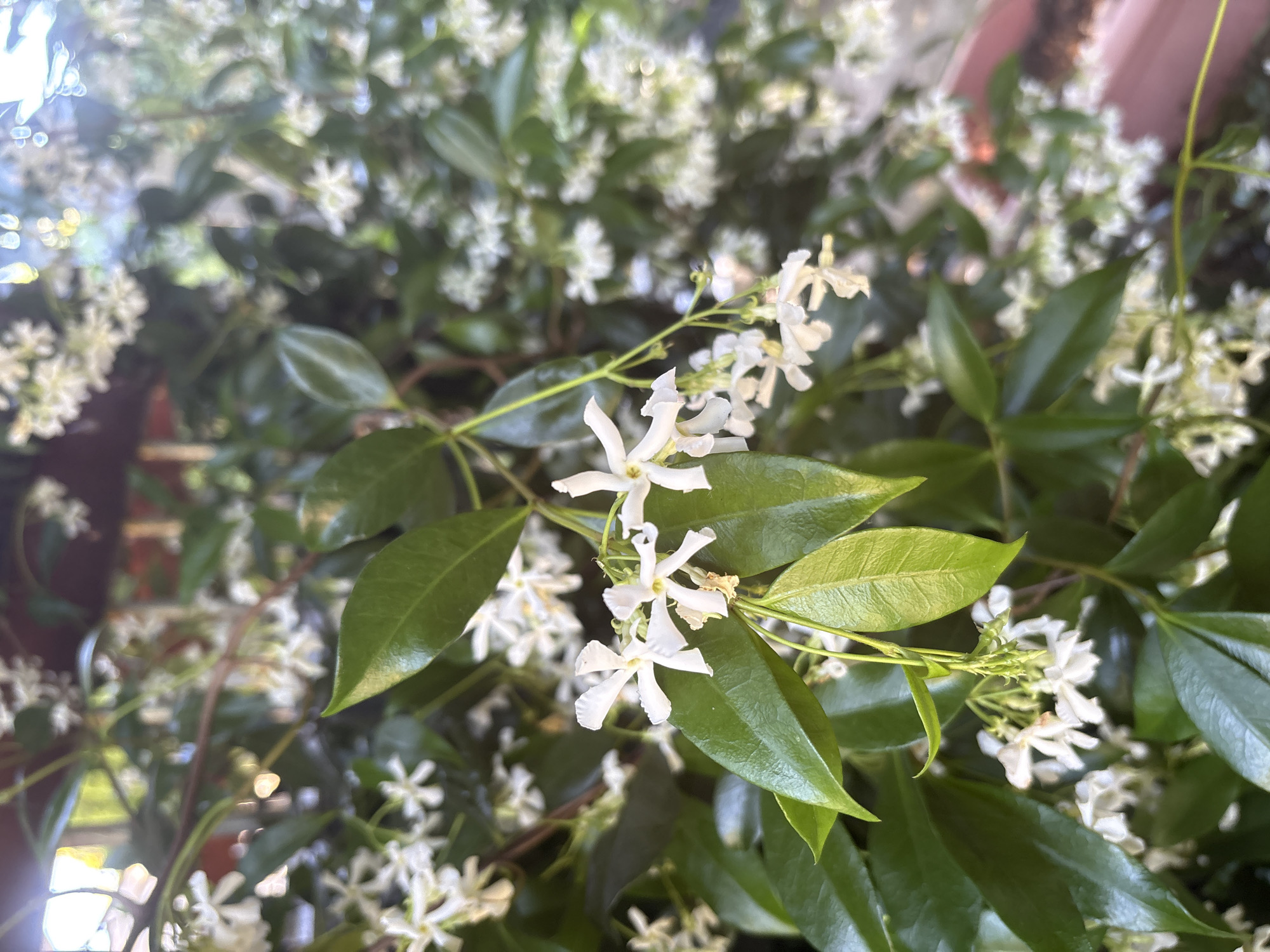 A close-up, vertical, outdoor shot captures a cluster of white star-shaped flowers with green leaves. The flowers are small with five petals and a yellow center. Some of the flowers are in full bloom, while others are still buds. The leaves are glossy and dark green, with some of them slightly unfocused. The background is a blur of more green foliage and white flowers, suggesting a dense planting. The lighting suggests it is daytime, with some bright highlights on the leaves. The scene appears to be in a garden or on a balcony, likely in Beaverton, Oregon. No people are visible.