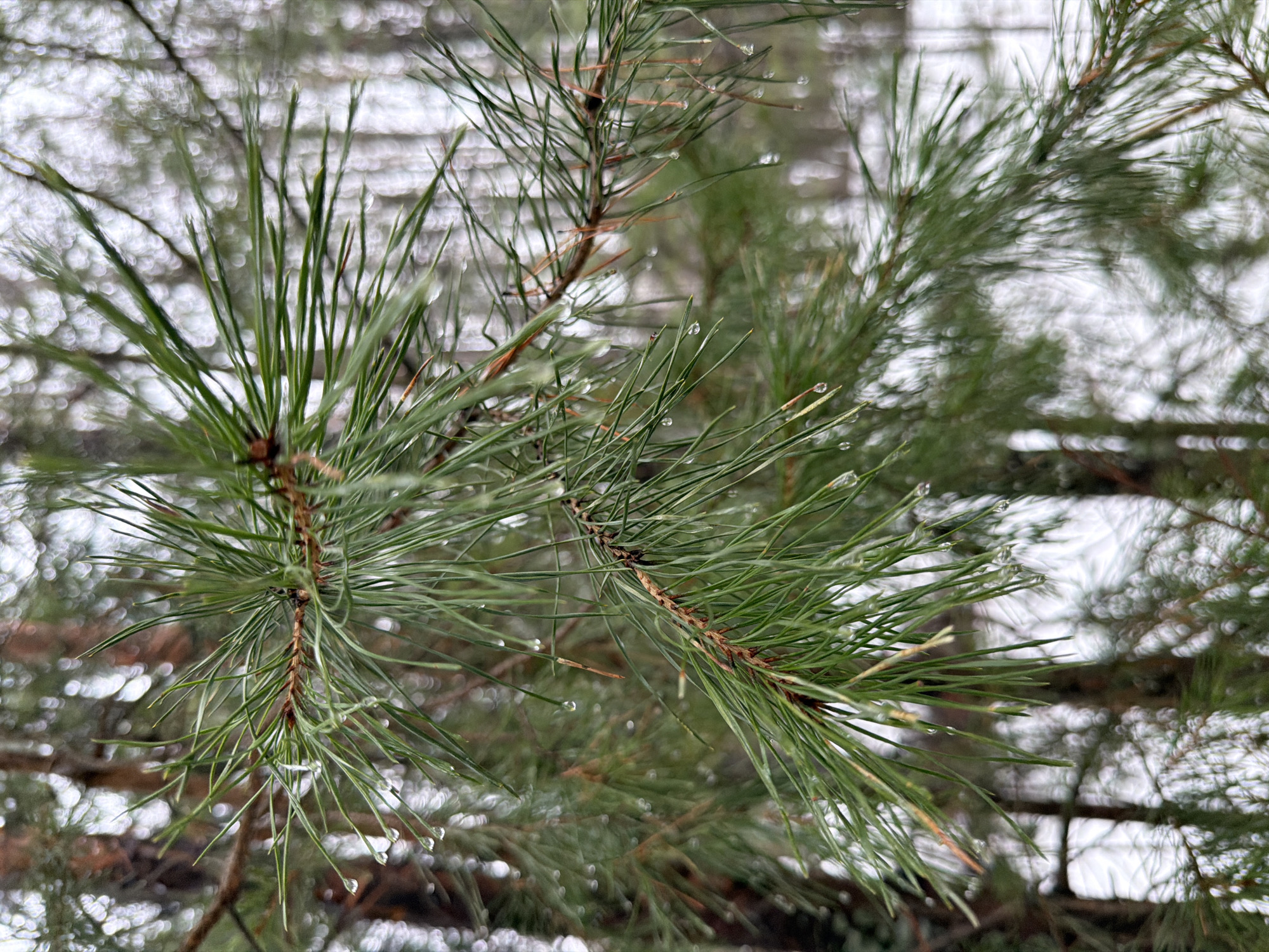 The image shows a close-up of pine tree branches, with visible needles covered in small water droplets. The background is blurred, suggesting a forest or wooded area, possibly after rain or a thaw. The blurred background also shows hints of white, likely snow. Based on the prompt, the location is Noviy, Russia, implying a natural landscape in a colder climate. There are no visible people, animals, or human-made objects besides the pine tree itself.