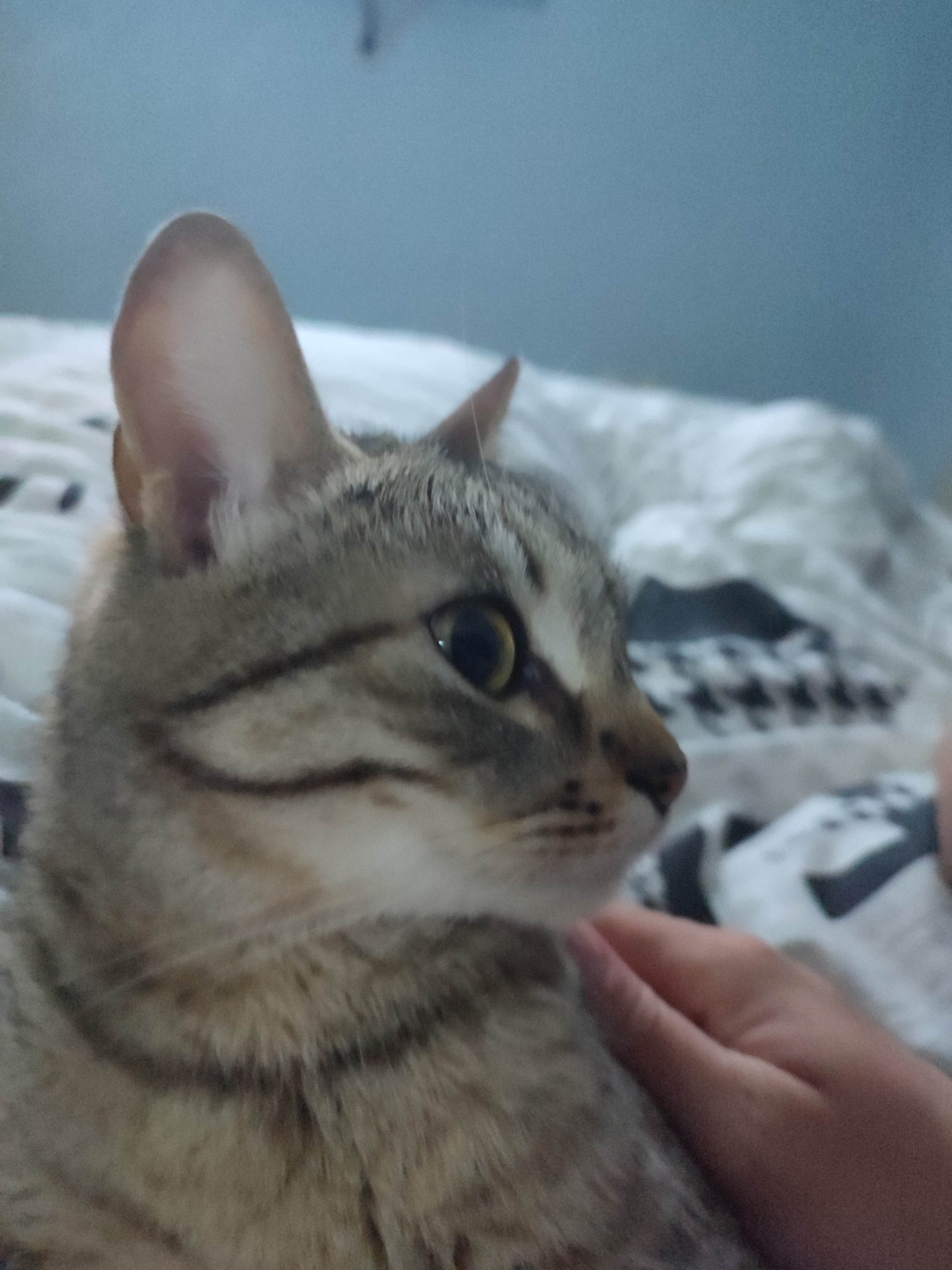 A close-up shot captures a cat's side profile. The cat has a light gray and brown tabby pattern, with a discernible dark stripe running along its cheek and a small nose. Its eyes are a golden color. In the background, there's a bed with a black and white patterned comforter. A person's hand is seen touching the cat's fur. The setting appears to be indoors, with a blue wall slightly out of focus in the far background.