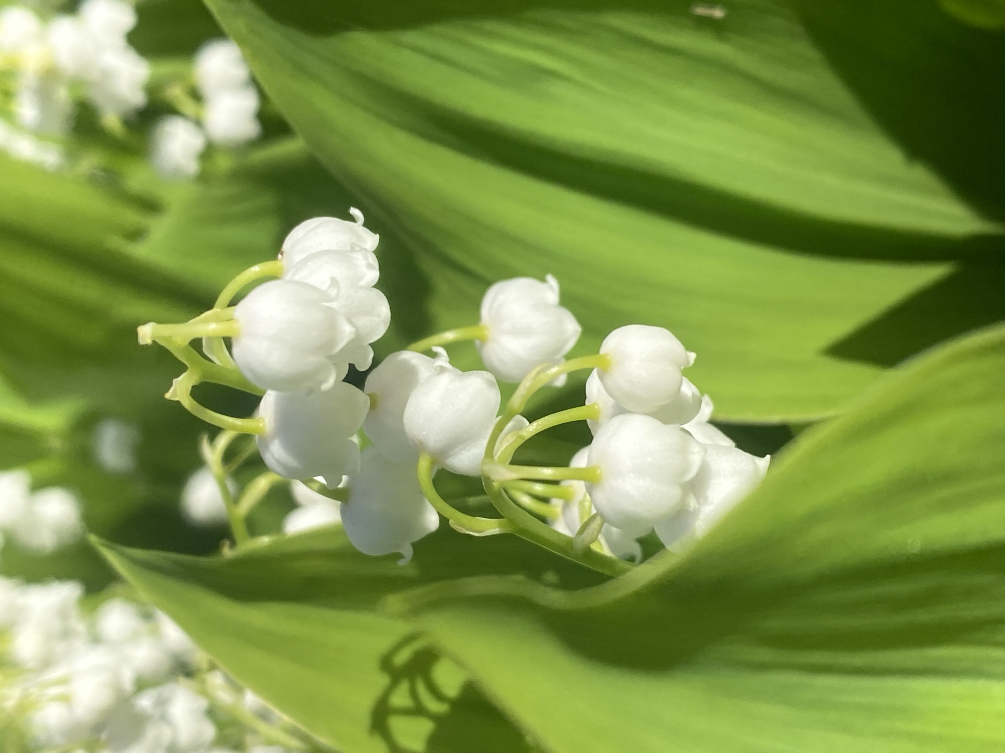 This close-up, high-angle image captures a vibrant cluster of white Lily of the Valley (Convallaria majalis) flowers set against a backdrop of their broad, green leaves. The delicate, bell-shaped blossoms are the central focus, each hanging from slender, bright green stems, with their pure white petals creating a striking contrast against the various shades of green foliage.
Several other white flowers are visible, blurred in both the background and foreground, indicating a wider patch of these blooming plants. The large, elongated green leaves, characteristic of Lily of the Valley, dominate much of the frame, some appearing as soft, out-of-focus areas, while others exhibit more distinct venation and surface texture.
Bright, natural sunlight illuminates the scene, casting strong highlights on the leaves and flowers. This intense lighting suggests a sunny day, likely during mid-morning or early afternoon, as evidenced by the clear, defined shadows, such as the one resembling a flower cluster projected onto a lower leaf in the bottom left quadrant of the image. The setting appears to be a natural outdoor environment, possibly a garden or woodland. The overall impression conveys freshness and natural beauty. No specific activity or event is taking place beyond the natural state of the blooming flowers. No visible text is present in the image. The scene is consistent with flora found in Novokuznetsk, Russia.