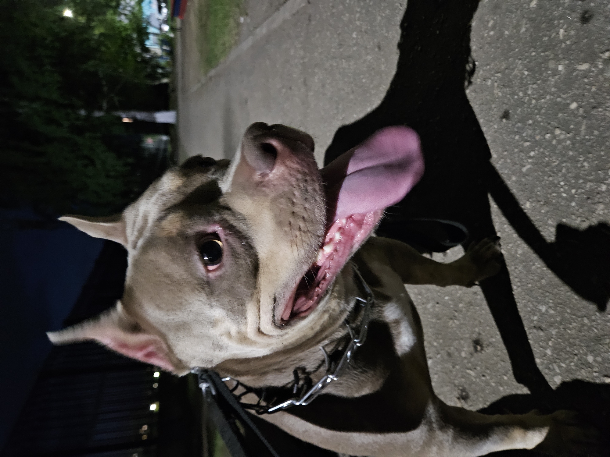 An American Bully dog with a light brown coat and alert ears stands on a paved path at night. The dog is wearing a silver chain collar and its mouth is open, with its pink tongue hanging out. The dog's eyes are dark and appear slightly red. In the background, there are trees and some artificial lighting. The scene appears to be a park or public area. The image was captured in Ulyanovsk, Russia.