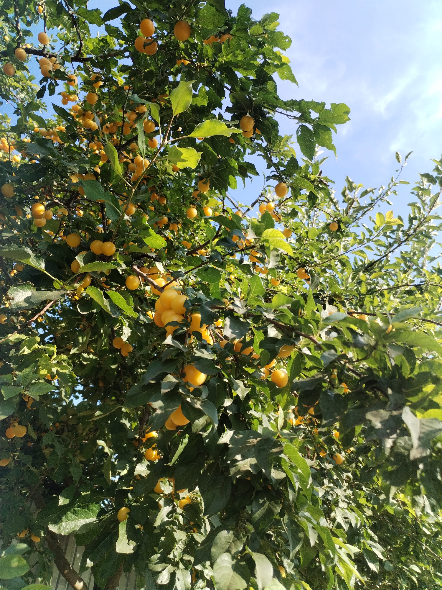 In Moara Domnească, Romania, a close-up, low-angle shot captures a fruit-laden tree, likely a plum tree, laden with numerous small, yellow fruits. The tree's branches are densely covered in green leaves, creating a lush canopy. Sunlight filters through the leaves and fruits, casting dappled light and highlighting the vibrant yellow of the ripening fruit. The sky, visible in the upper portion of the image, is a bright blue with scattered white clouds. The bottom edge of the frame reveals a portion of a light-colored fence, indicating a residential or garden setting. The image evokes a sense of abundance and the peak of summer harvest.