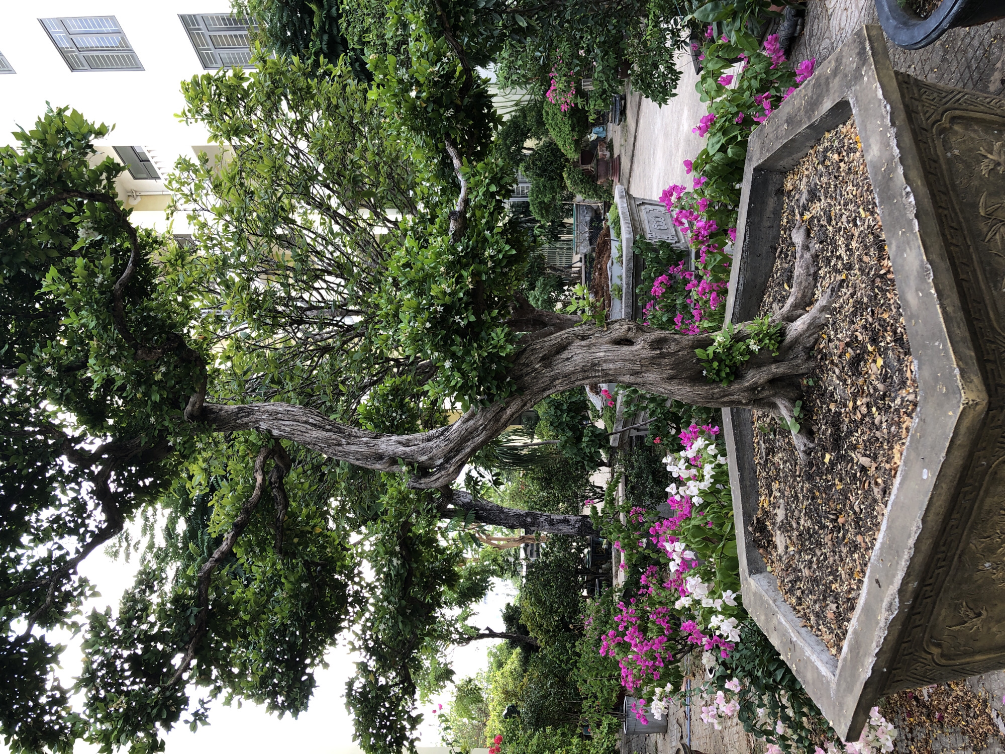 The image depicts a meticulously maintained courtyard garden in the city of Đà Nẵng, Vietnam. In the foreground, a large, gnarled bonsai tree stands prominently within a polygonal, grey stone planter. The tree has a thick, twisted trunk and a dense canopy of green leaves, dotted with small white flowers. Surrounding the planter is a vibrant display of bougainvillea, with a profusion of bright pink and white flowers cascading outwards.
The garden appears to be situated in an urban environment, with a modern, white building visible in the background. The building has multiple floors, with rows of windows and balconies. The ground is paved with concrete slabs, and other potted plants and decorative elements are scattered throughout the courtyard, suggesting a commercial or residential area with a focus on landscaping and aesthetics. The overall impression is one of tranquility and natural beauty, harmoniously integrated with the urban landscape. No people are visible in the image.