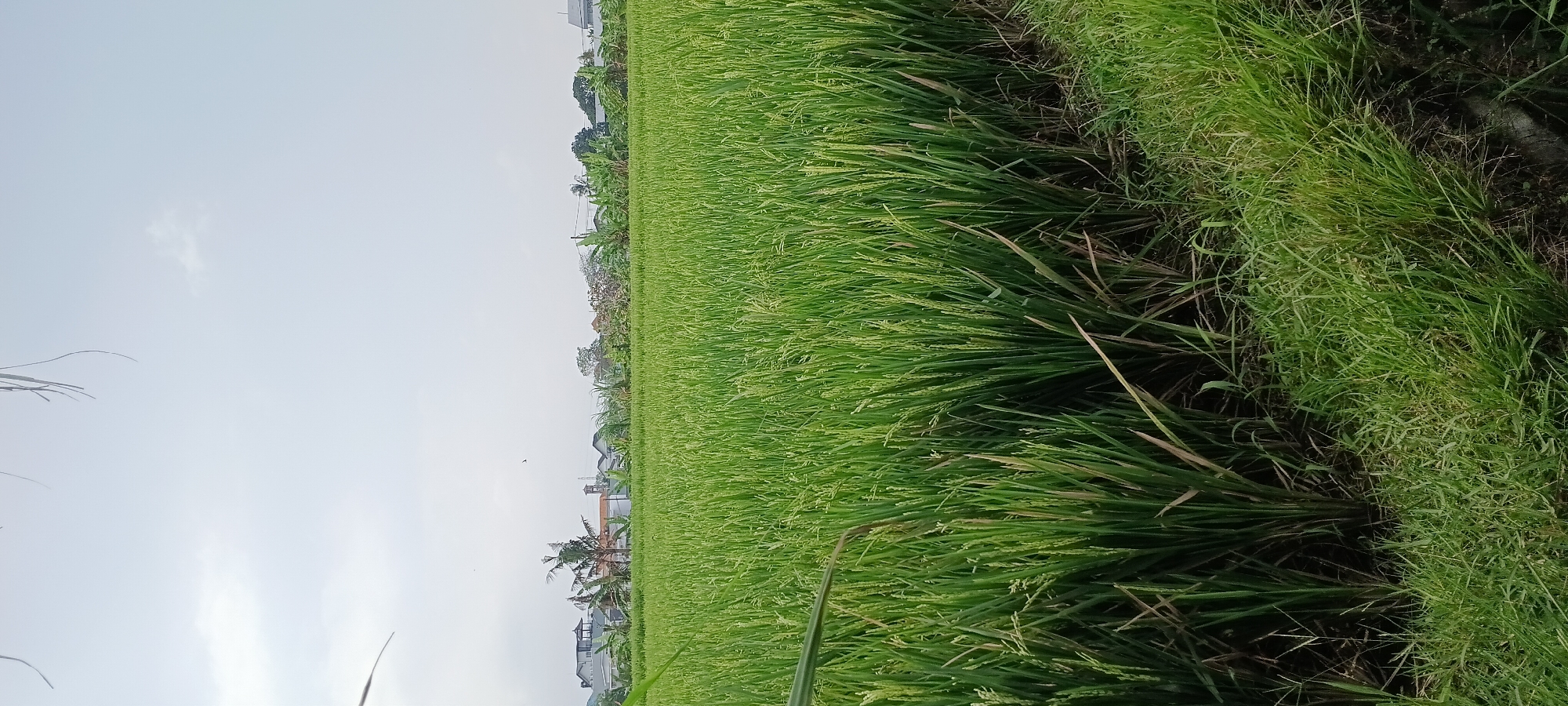 The image depicts a vast, lush green rice paddy field in the city of Mengwi, Indonesia. The rice plants are tall and appear to be in the early stages of bearing grain, with some stalks showing nascent seed heads. In the background, a line of houses and trees separates the field from the sky, which is partly cloudy and a pale blue. The foreground shows the edge of the rice field with some overgrown grass and soil. There are no people or animals visible in the image. The overall impression is one of a rural landscape under a bright sky.