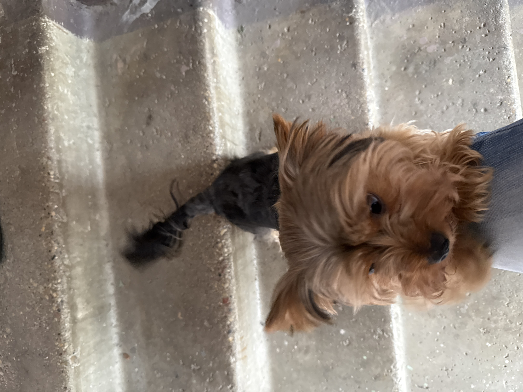 A small, brown and black Yorkshire Terrier dog is on a set of concrete stairs. The dog's head is close to the camera, with its body extending down the stairs. The dog is looking slightly to the right. The stairs are outdoors and appear to be weathered. The background is blurred, but suggests a natural outdoor environment. It is not possible to determine the specific location in the city of Rudamina, Lithuania from the image.