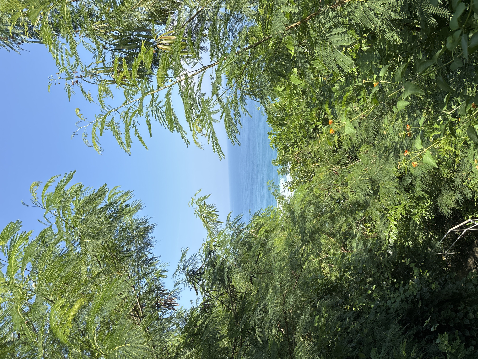 The image depicts a daytime coastal scene in Ungasan, Indonesia, offering a framed view of the ocean and sky through dense tropical foliage. The foreground and mid-ground are dominated by lush green vegetation, primarily comprising trees with fine, feathery, bi-pinnate leaves. Numerous dark, elongated seed pods hang from the branches of these trees. In the lower-right quadrant, small clusters of vibrant orange flowers are visible amongst the greenery. A clear, brilliant blue sky occupies the top portion of the frame, meeting the horizon line with the light blue-green waters of the ocean. White lines of breaking surf are discernible closer to the unseen shoreline, indicating wave activity. No human subjects or prominent artificial structures are visible; the scene emphasizes natural elements under bright daylight.