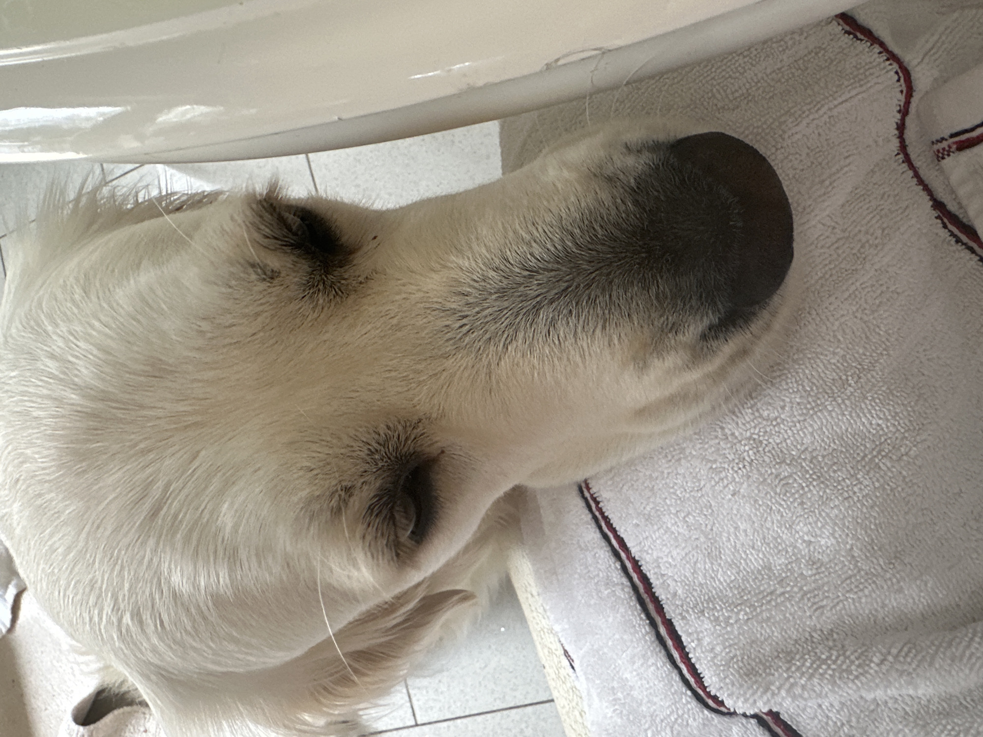 The image shows a close-up, top-down view of a light-colored dog, possibly a Golden Retriever, resting its head on a white towel with a red and navy border. The dog is positioned partially under a white object, possibly a bathroom sink. The background consists of white floor tiles. No people are visible. There is no evidence of location in the city of London.