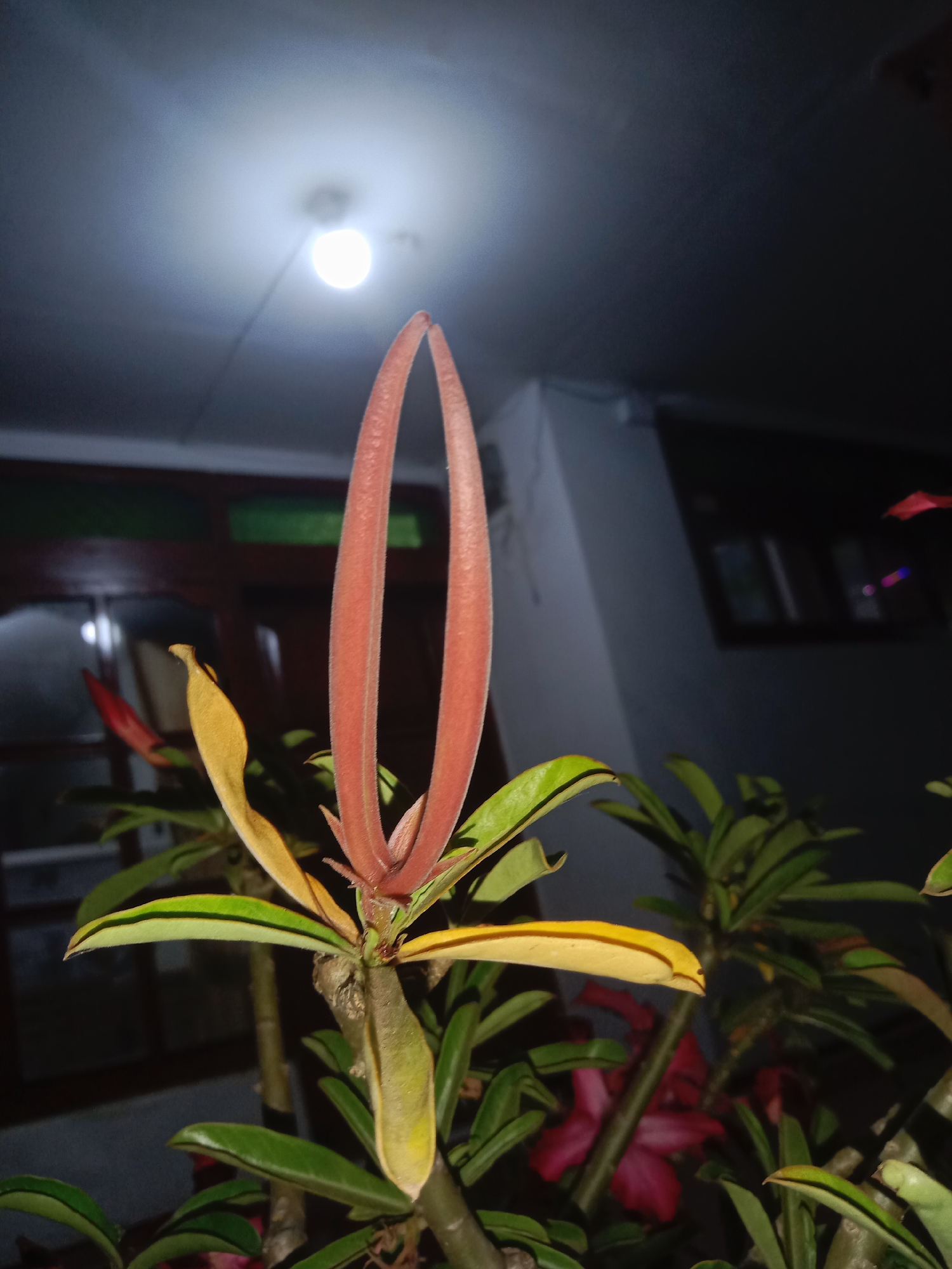 An extreme close-up shot captures a desert rose plant with a new bud forming at the top, its two elongated petals a vibrant reddish-pink. Surrounding the bud are several mature leaves, some lush green and others beginning to yellow, suggesting the plant's stage of growth. The background is dark and out of focus, with a blurred ceiling light visible at the top left, casting a soft glow. In the mid-ground, indistinct shapes suggest windows and walls of a building, hinting at an outdoor or semi-outdoor setting. The overall lighting is low, with the main illumination coming from the ceiling light and possibly ambient light. The location is identified as Lemahkembar, Indonesia. There are no people or animals in the image.