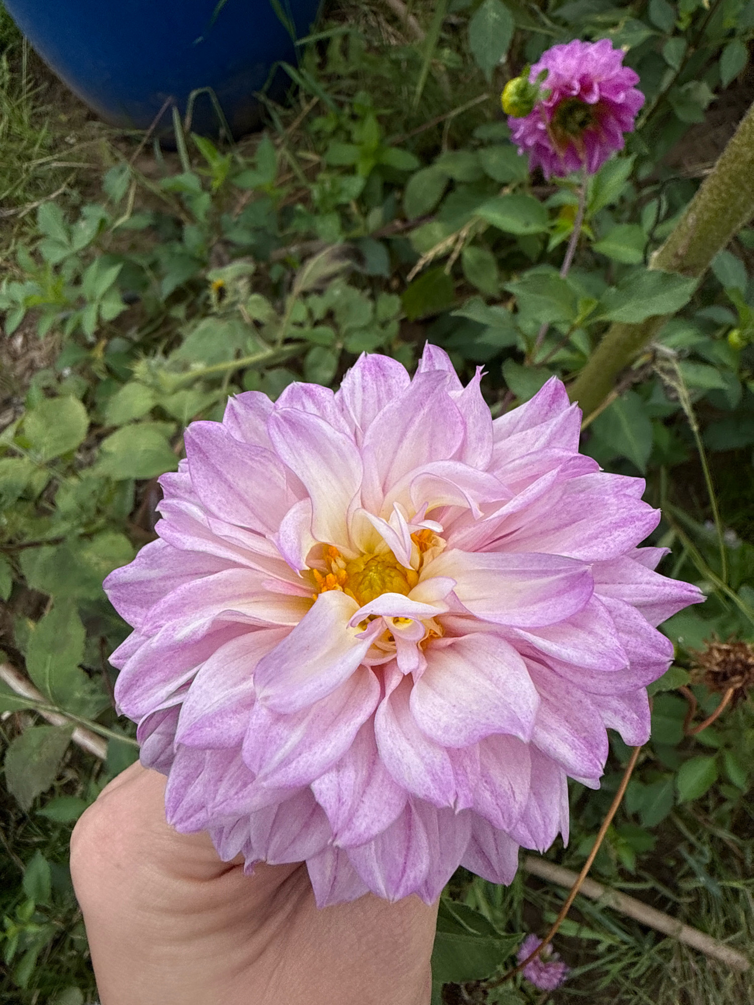 A close-up, eye-level, medium shot captures a large, light purple and white dahlia flower being held in a person's hand, with a blurry background of green foliage and a hint of a blue object. The flower's petals are layered and slightly ruffled, with yellow at its center. The person's hand is light-skinned and is positioned below the flower, obscuring the bottom portion of the stem. In the upper right of the frame, a smaller, deeper pink dahlia is visible, also out of focus. The scene appears to be outdoors, possibly in a garden, with the presence of grass and other plants. There is no discernible urban landscape or specific landmarks to indicate a location within Chaikovsky, Russia.