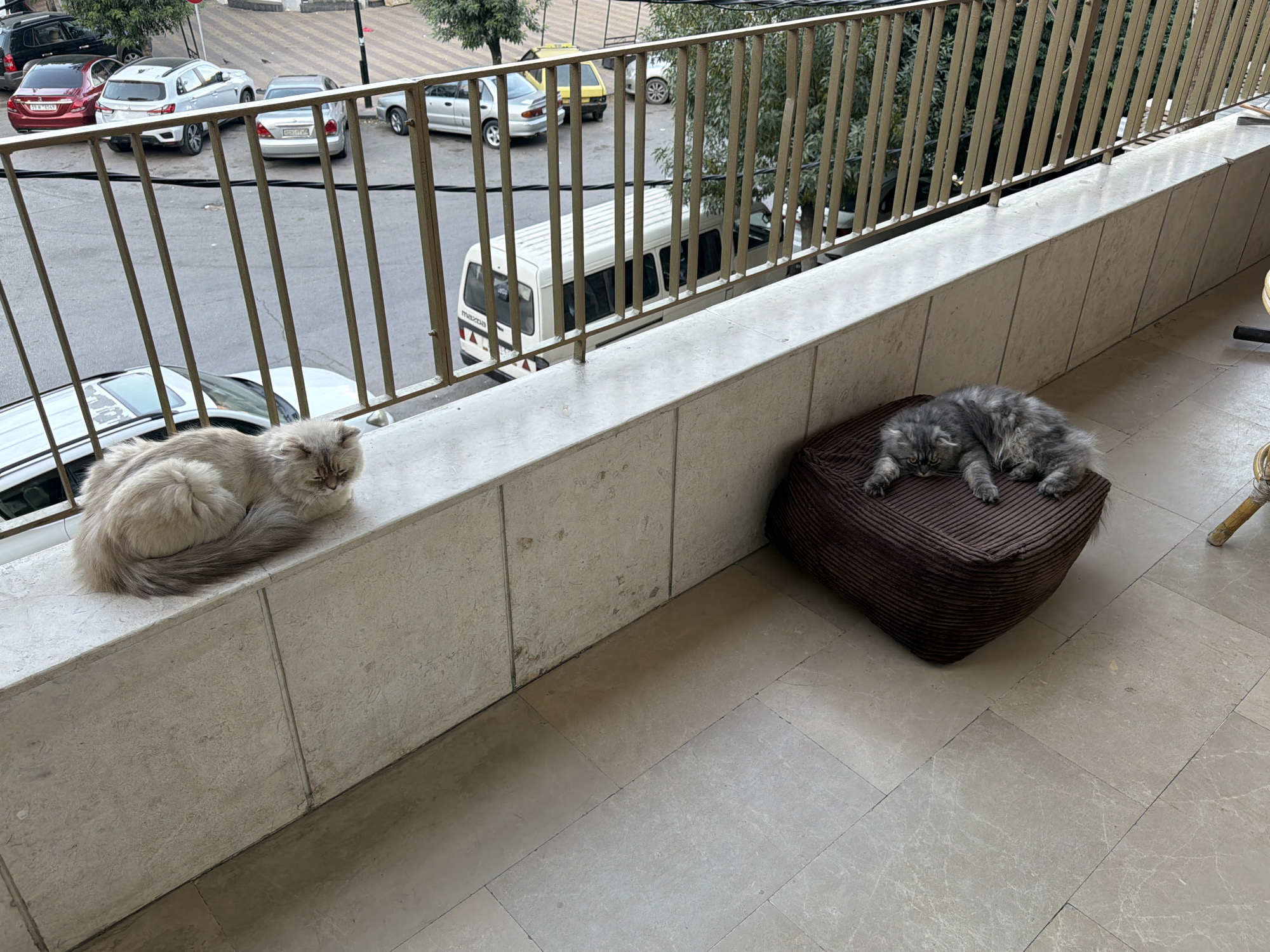 Two cats are resting on a balcony in Sarouja Municipality, Syria. The cat on the left, a long-haired greyish-white feline, is curled up on a white ledge. To the right, a fluffy grey cat is lying on a dark brown, corduroy beanbag. The balcony overlooks a street with several parked cars, including a white van with "Mazda" visible on its rear. A metal railing with vertical bars separates the balcony from the street. The environment suggests an urban setting, with trees visible in the background. The lighting indicates it is daytime.