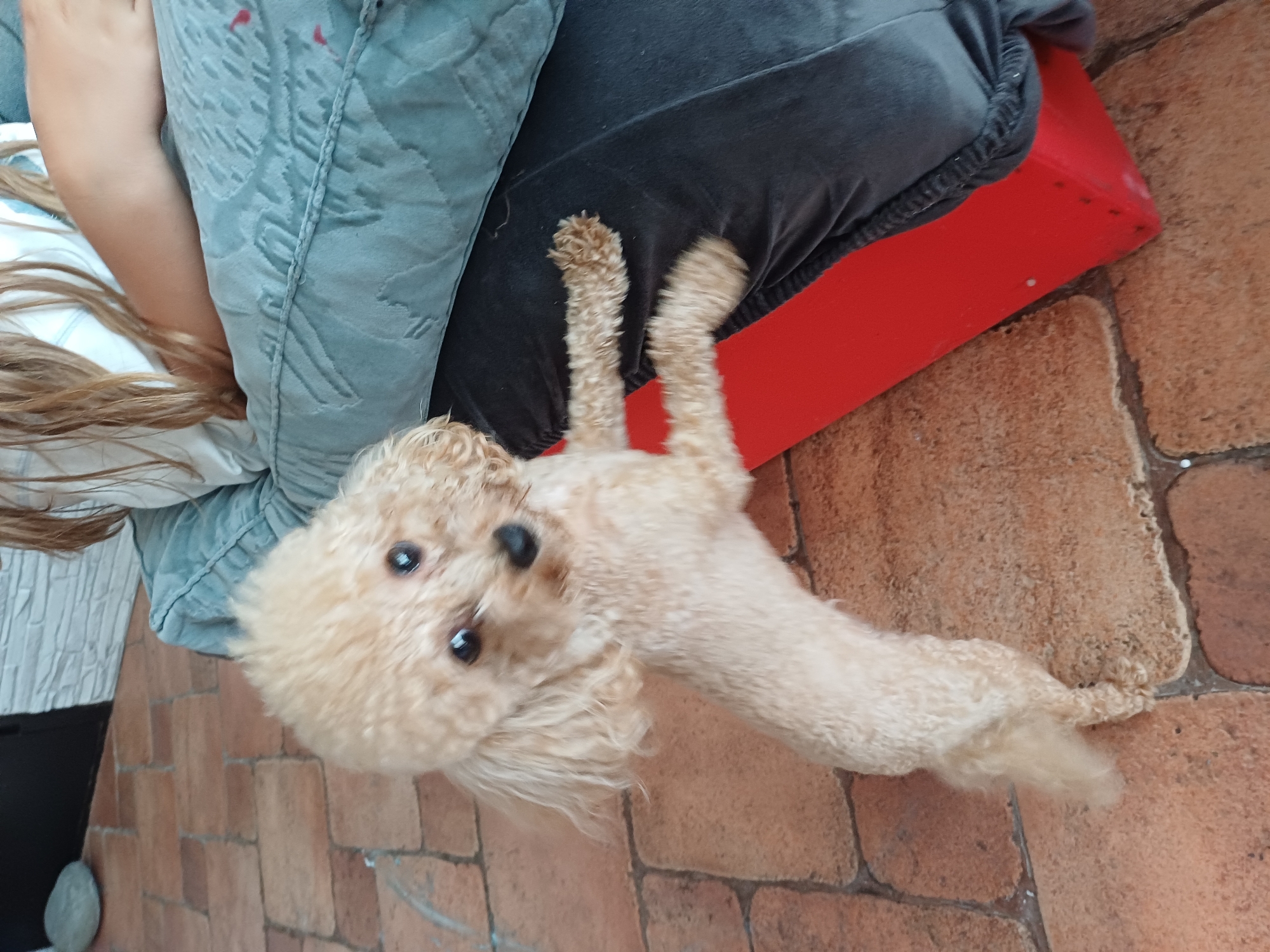 A light-colored toy poodle is lying on a brick patio, next to a red object and a person's arm and hair. The dog is looking up at the camera with its head tilted. The person's arm is visible to the left of the dog, and their long, blonde hair is also visible. The dog's fur is curly and slightly matted. The patio is made of reddish-brown bricks, and the scene appears to be outdoors. The red object is a flat, rectangular surface, possibly a mat or a piece of furniture. The overall impression is a casual, relaxed moment captured in what appears to be a residential outdoor setting in Sochi, Russia. The lighting suggests it might be daytime.