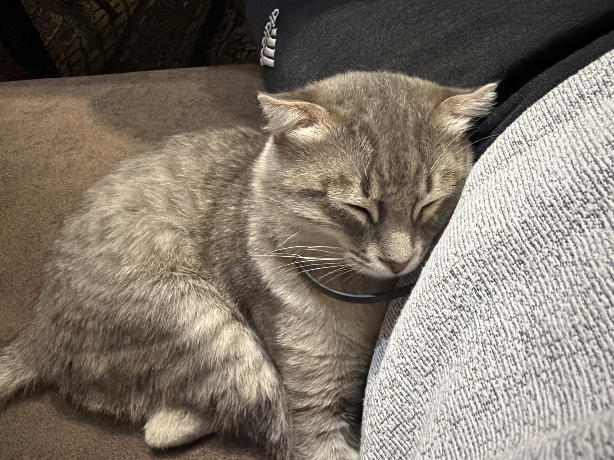 A gray tabby cat is sleeping on a brown fabric surface. The cat is wearing a dark gray collar. The cat's head is resting on a light gray textured fabric. A dark gray fabric with a white Adidas logo is visible behind the cat's head. The location is unknown and the request to provide location information to the city of Novxanı, Azerbaijan cannot be fulfilled based on the visual data provided.