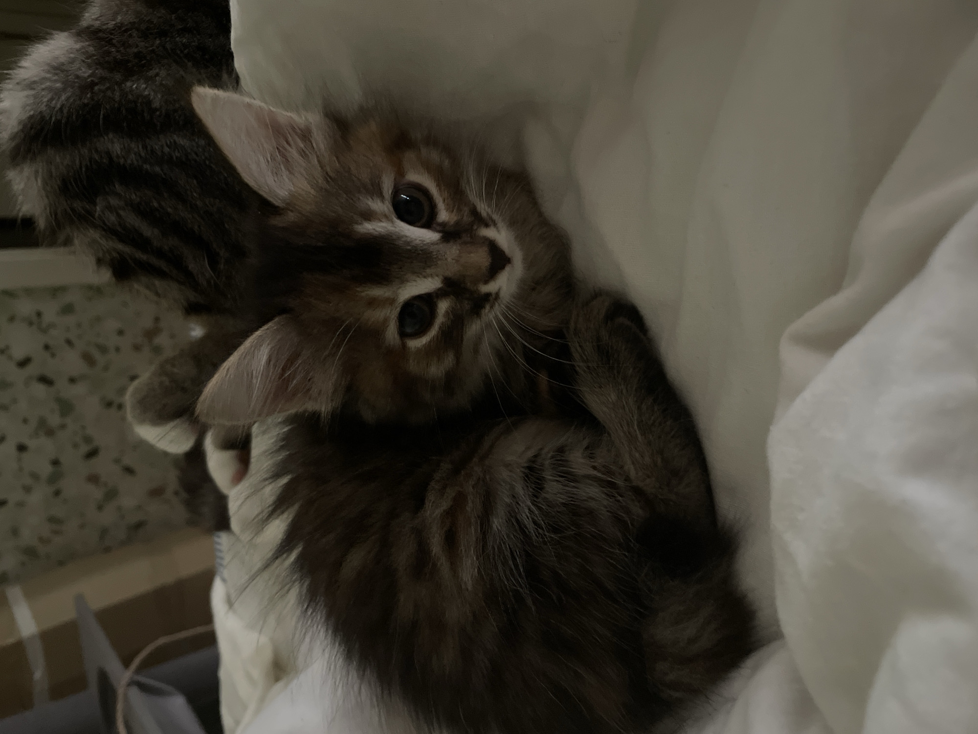A fluffy, brown and grey tabby kitten is curled up on a white, rumpled blanket. The kitten's head is facing the camera, and its large, dark eyes are looking directly at the viewer. Its ears are pointed and alert. The kitten's fur is long and appears soft. In the background, out of focus, is another cat, partially visible, with darker tabby markings. The environment appears to be indoors, possibly a bedroom, given the soft furnishings and what looks like a piece of furniture in the upper left corner. The lighting is dim, suggesting it might be evening or nighttime. The image is a close-up shot, focusing primarily on the kitten.