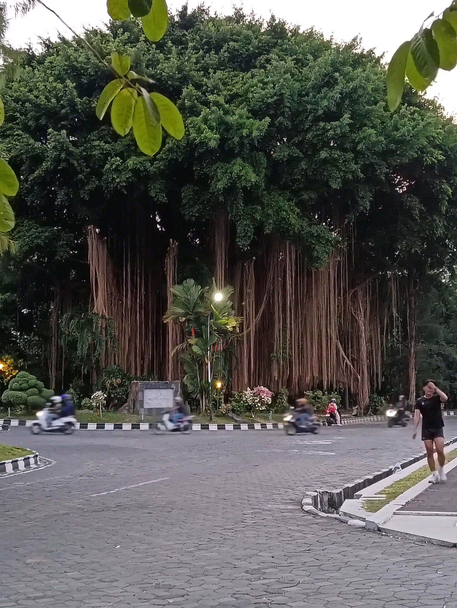 In the city of Surakarta, Indonesia, a man in athletic attire stands on a paved walkway next to a street. He is wearing a black t-shirt and dark shorts, with white socks and shoes, and is touching his forehead. The walkway is bordered by a grassy area and a raised curb. The street in front of him is paved with cobblestones and is being traversed by several motorcycles, some of which are blurred due to motion. In the background, a very large tree with numerous hanging aerial roots dominates the scene. The tree is lush and green, with its branches extending outwards. Several streetlights are visible, some illuminated, casting a soft glow on the surroundings. The time of day appears to be late afternoon or early evening, given the lighting conditions. The overall atmosphere is that of a public park or urban green space with a significant natural element.