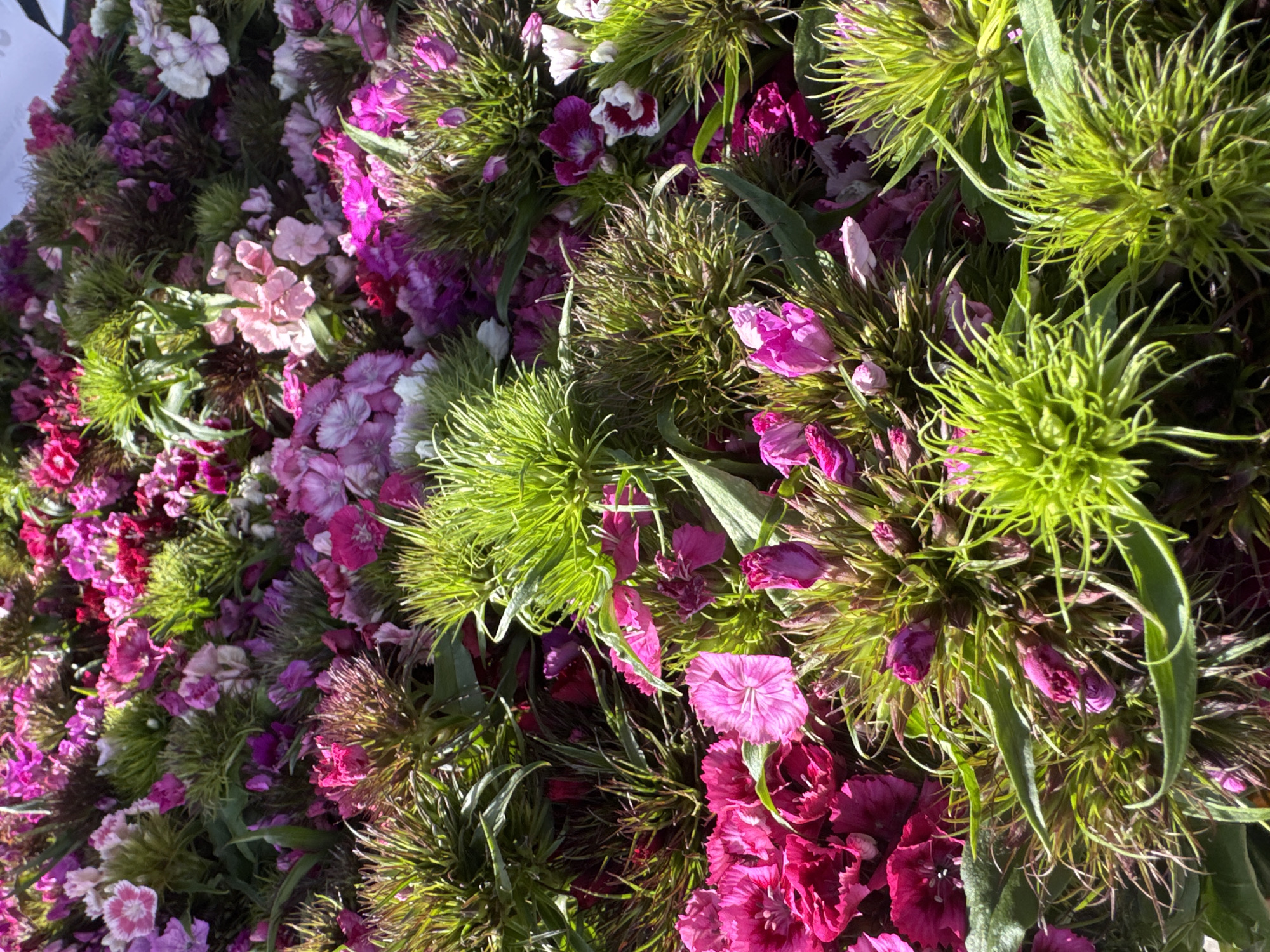 The image shows a dense, close-up view of a large collection of flowers, predominantly in shades of pink, magenta, and white, with accents of green foliage. The flowers appear to be a variety of dianthus, characterized by their ruffled petals and fringed edges. Many are tightly clustered together, creating a vibrant and textured carpet of color. Some of the flowers are in full bloom, while others are still in bud form, with tightly closed petals. The lighting suggests an outdoor setting, with sunlight casting shadows and highlighting the details of the petals and leaves. The overall impression is one of abundance and natural beauty. This scene is located in the city of Ferwert, Netherlands.