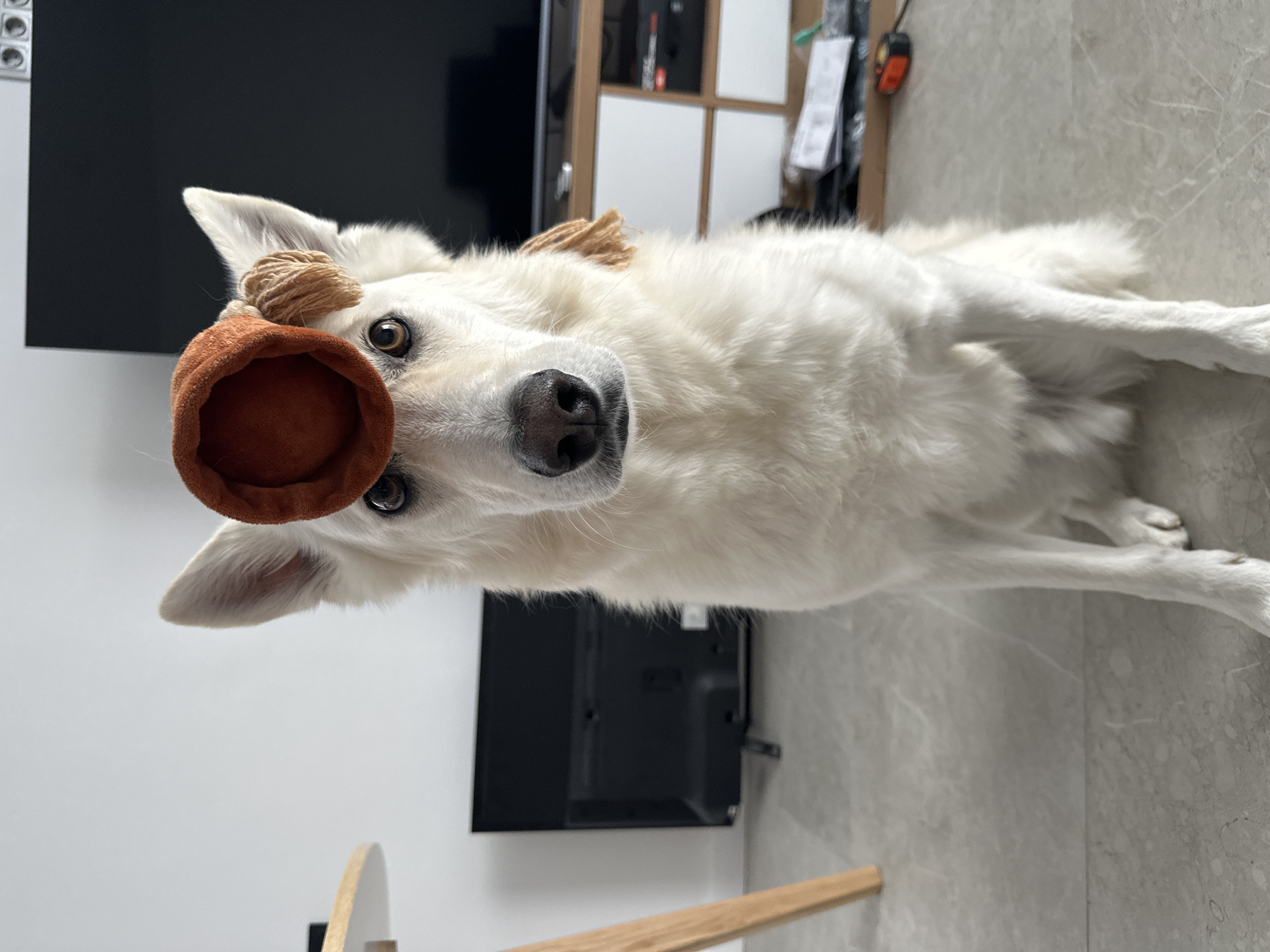 A medium shot captures a white German Shepherd dog sitting indoors. The dog is facing the camera, with a small, rust-colored, bell-shaped hat perched on its head. The hat has a light brown, braided string attached to it. The dog's gaze is direct and its ears are perked. The background shows a plain white wall and a portion of a television set. The floor appears to be tiled. The image is well-lit, with natural light illuminating the scene. There is no discernible activity or interaction taking place beyond the dog's posed appearance. The location of Rassokha, Russia, is not indicated by any visual elements in the image.