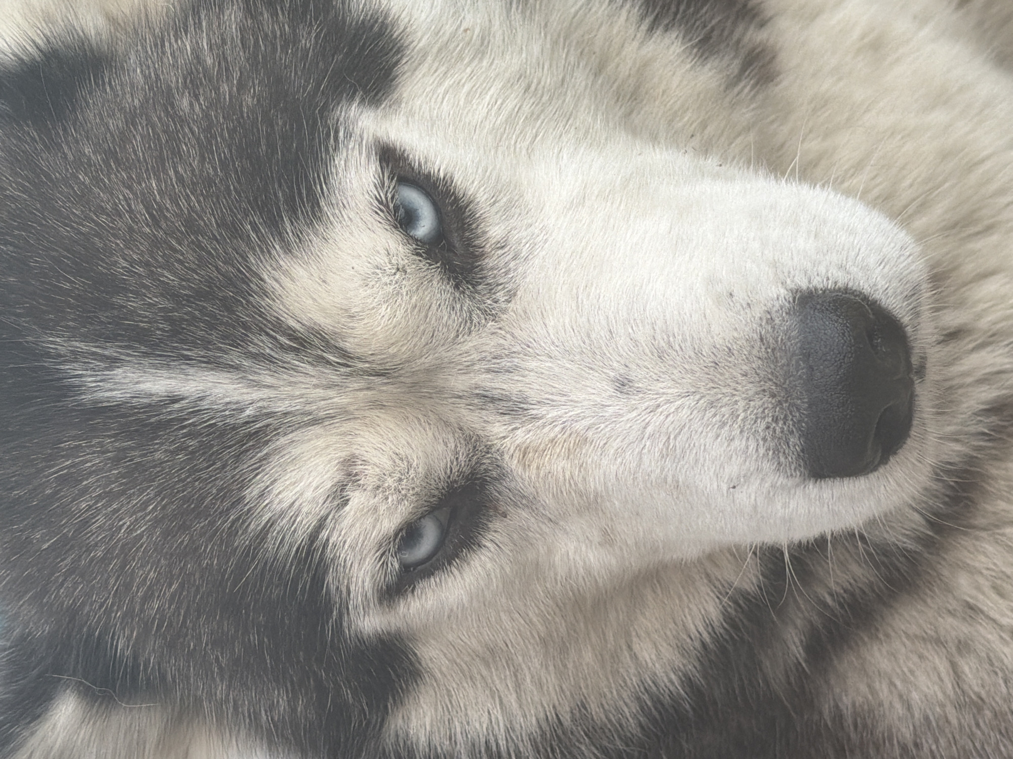 A close-up, head-on, medium shot of a husky dog's face shows its piercing blue eyes and black and white fur. The dog's expression is intense, with its eyebrows furrowed. The background is blurred, but appears to be outdoors. The image is well-lit and in focus.