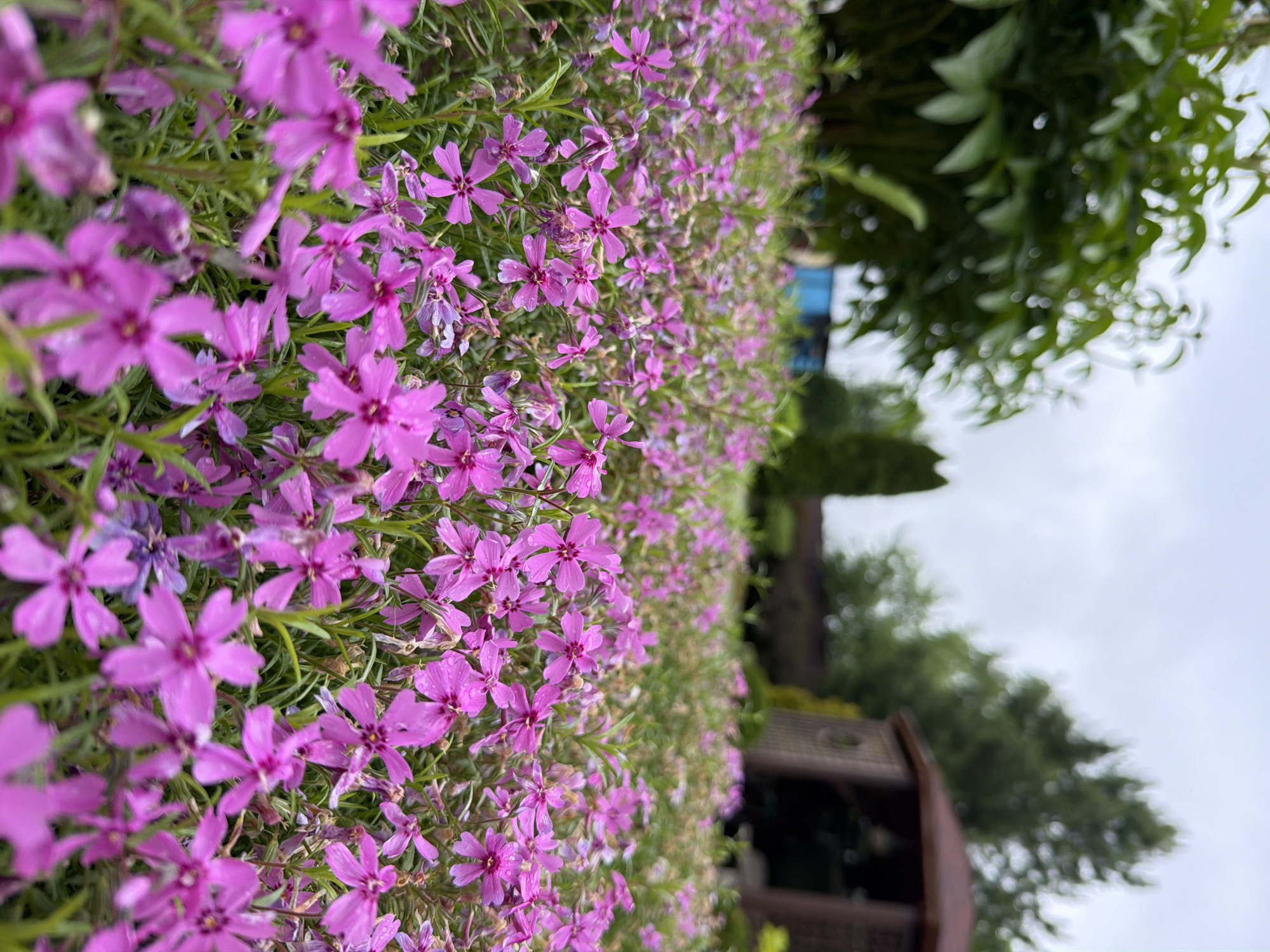 A vibrant close-up depicts a dense carpet of small, five-petaled magenta-pink flowers, likely creeping phlox, covering the foreground and midground. The flowers are interspersed with fine, green, needle-like foliage. Many of the petals bear tiny water droplets, indicating recent rain or dew. The closest flowers on the left are in sharp focus, while those further back towards the right become progressively blurred, creating a shallow depth of field effect.
In the softly blurred background, lush green trees and foliage are visible. To the lower right, a portion of a brown wooden structure, possibly a gazebo or roof eaves, emerges from among the greenery. Above the trees and structure, a light, overcast sky dominates the upper right background. The lighting is soft and diffuse, characteristic of a cloudy day.
The image captures a peaceful garden scene in full bloom. No people are visible, and no text is present. The flora is consistent with a temperate climate like that of Chaikovsky, Russia.